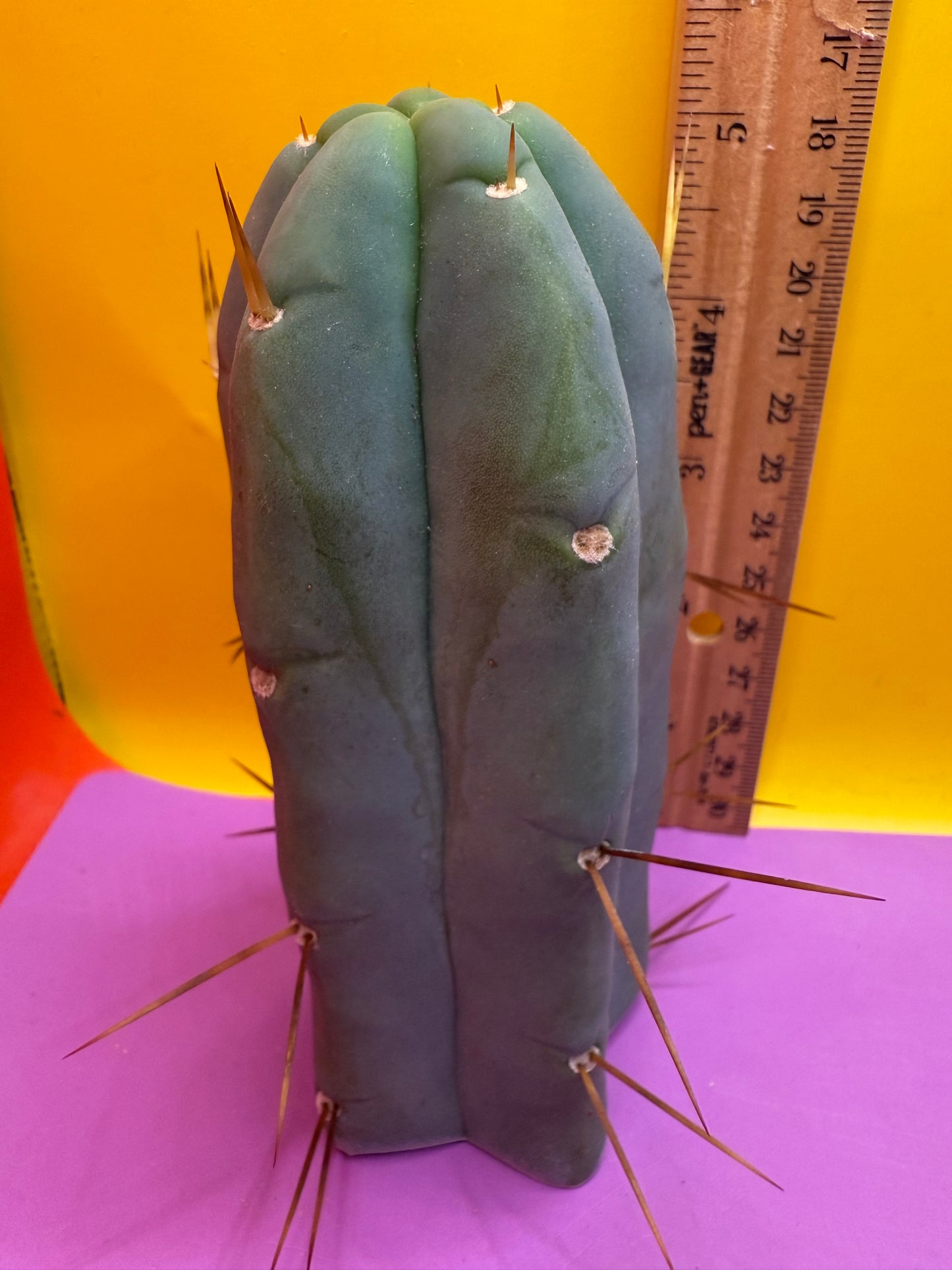 Trichocereus Bridgesii cutting of “DEL DIOS”