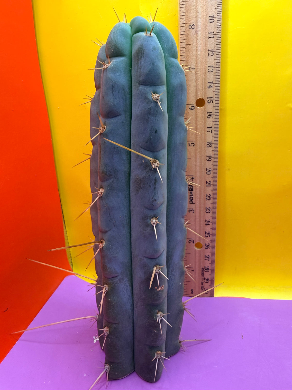 Kimura’s Spiny Giant X SS02