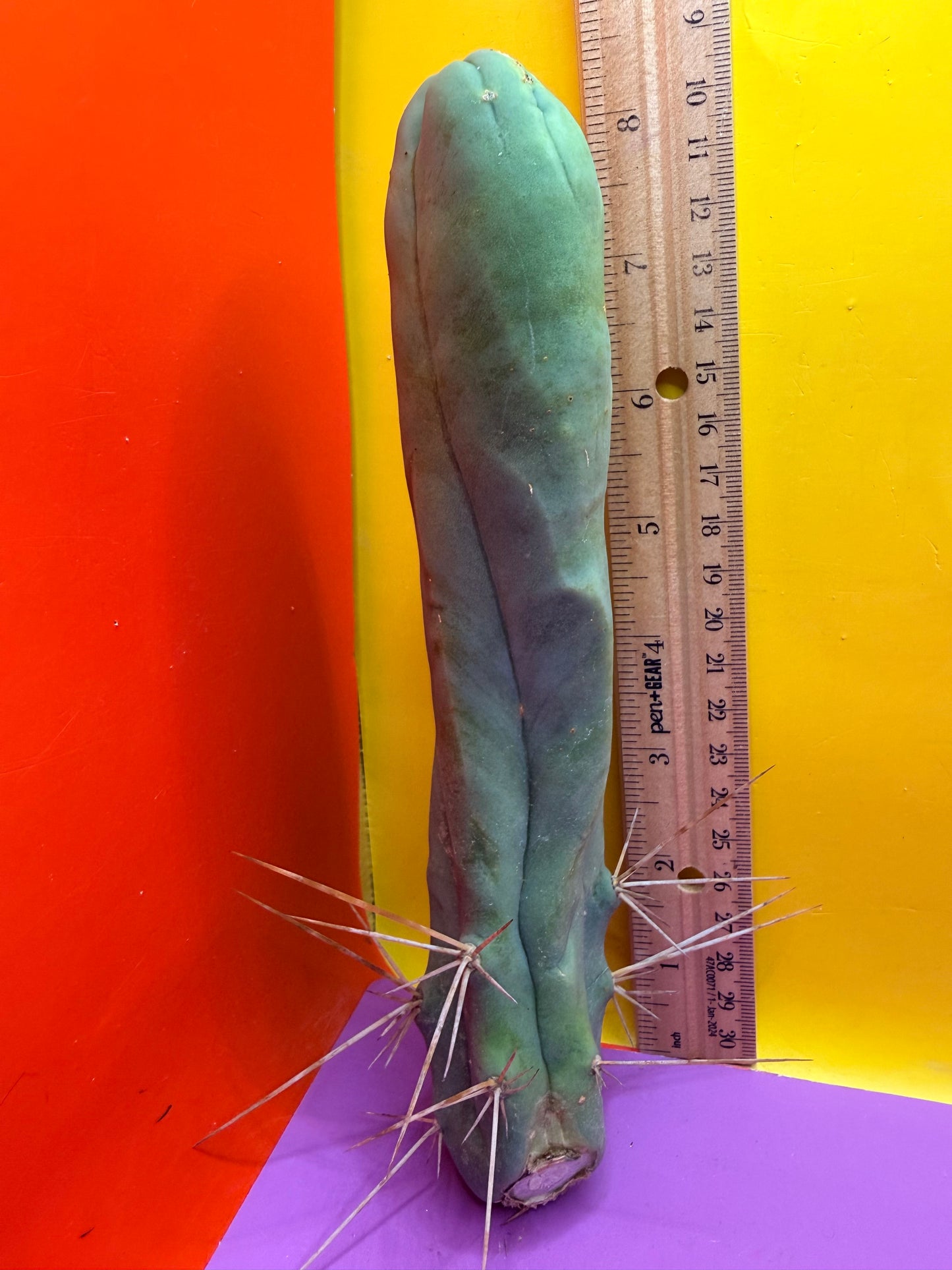 TBM-A LONG FORM CACTUS