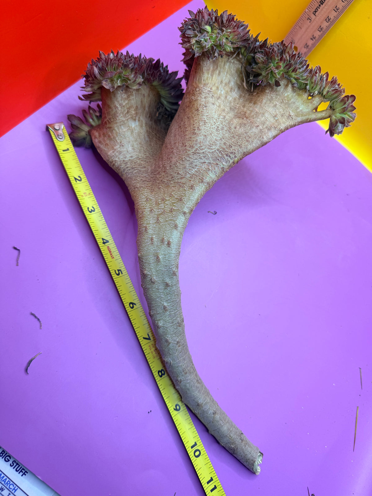 Crested aeonium