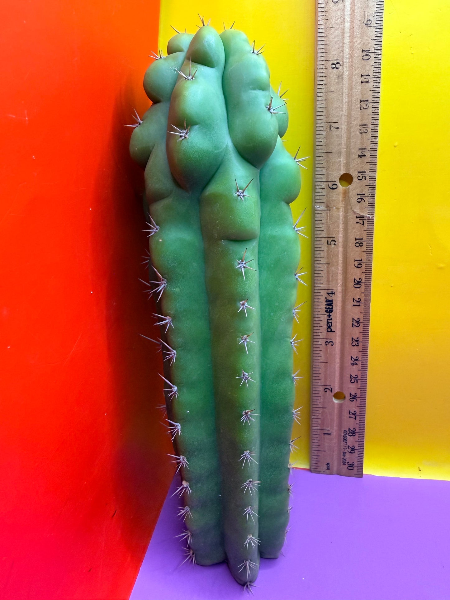 Monstrose San Pedro cactus - TPM !