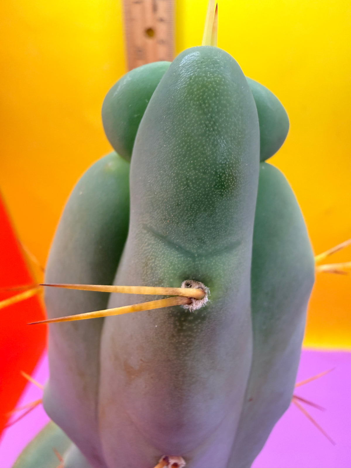 WALTS DRAGON ! 🐉 grafted cactus