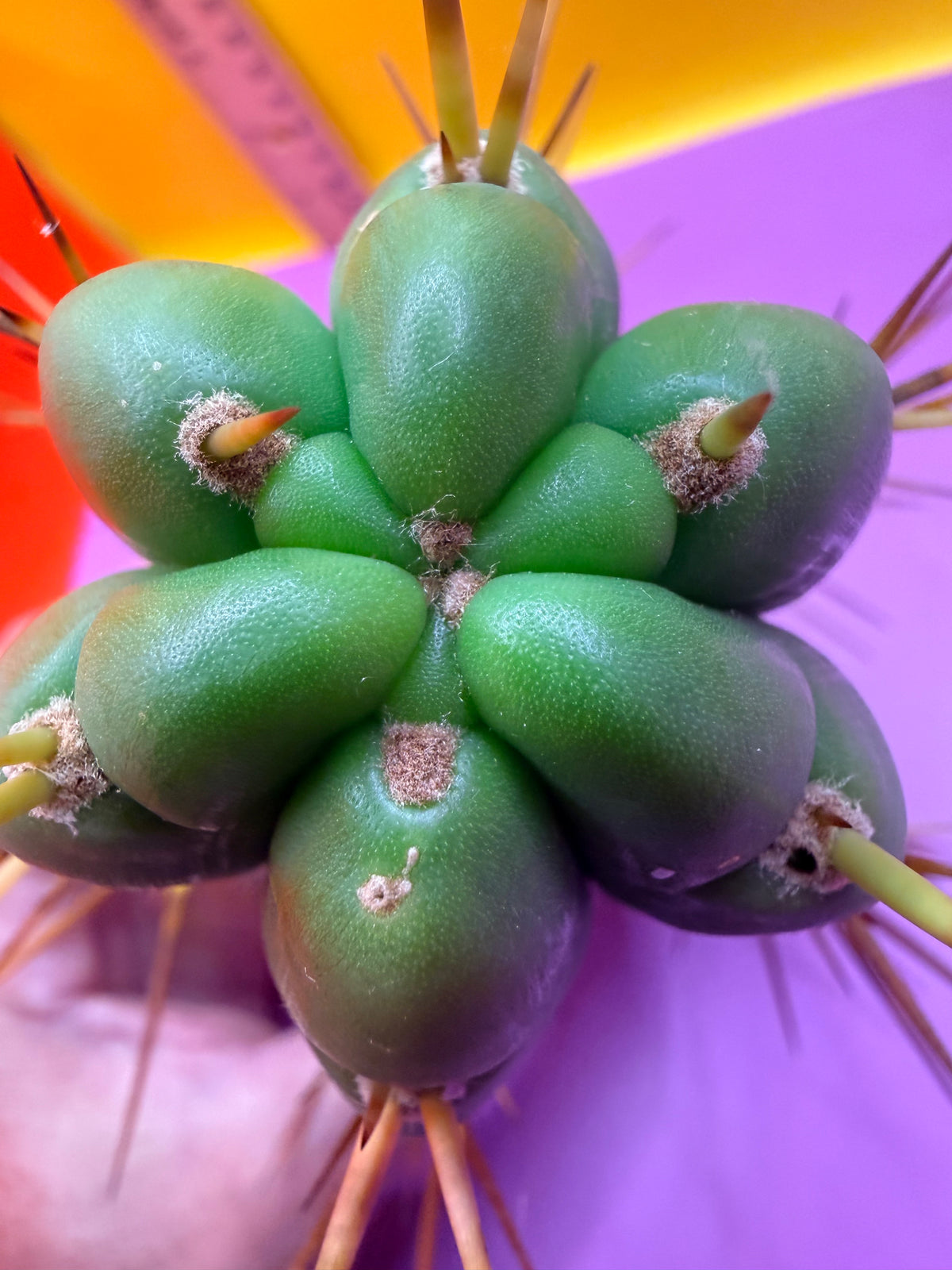 PALA  🌶️🌶️! This exact cactus cutting of trichocereus