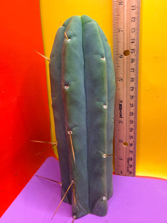 Trichocereus Bridgesii cutting of “DEL DIOS”
