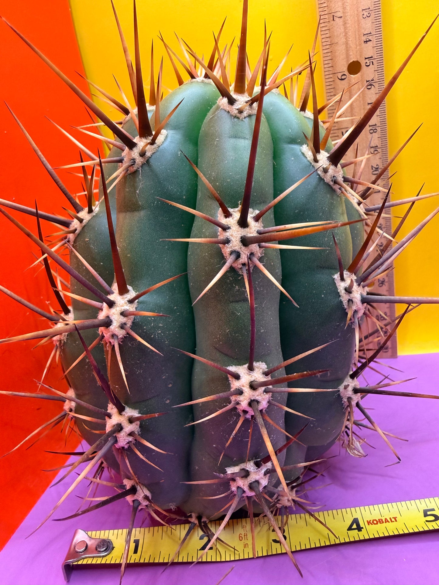 Trichocereus Tacaquirensis 🌶️🌶️
