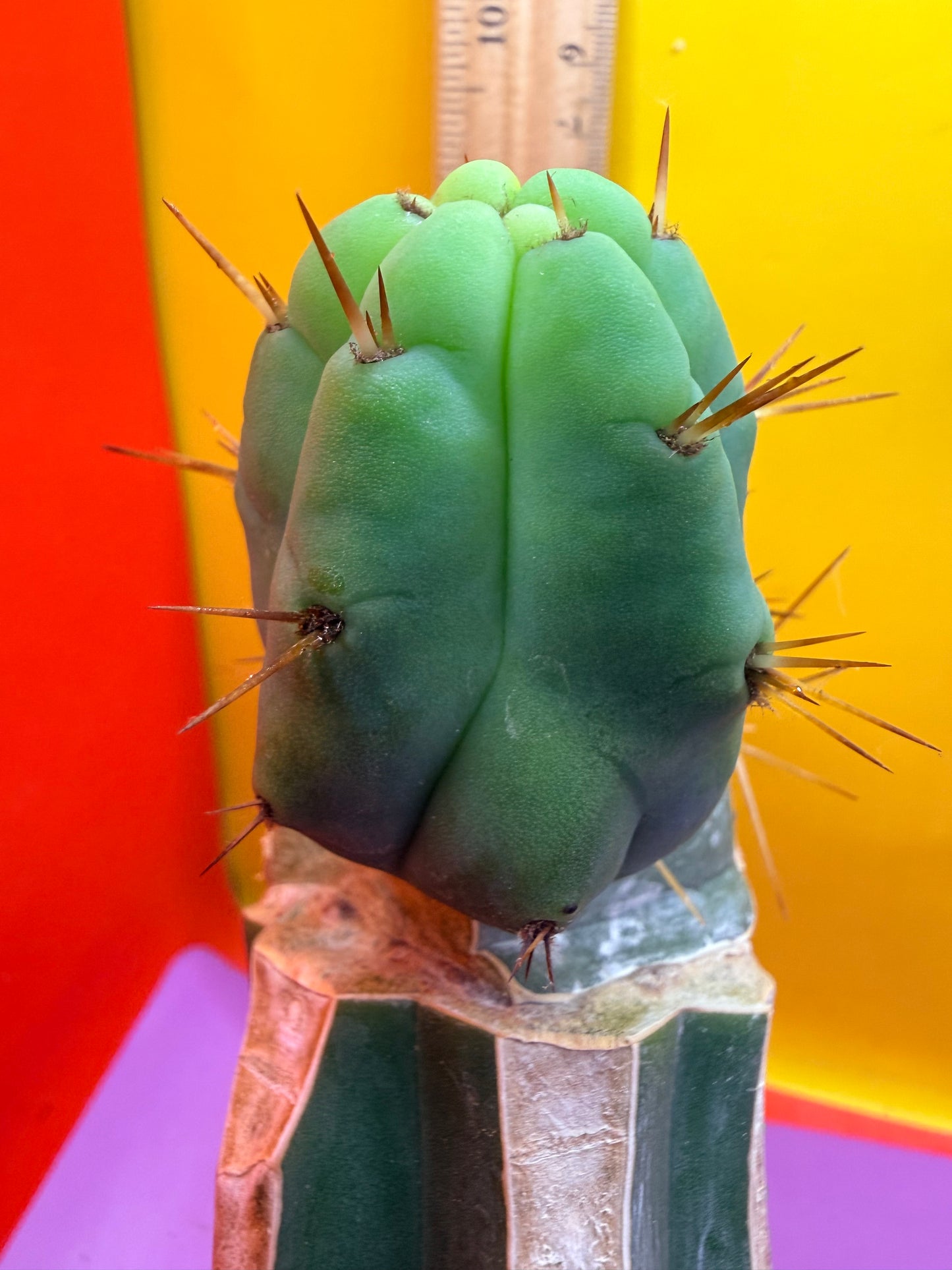 Cactus Kate Bridgesii Graft