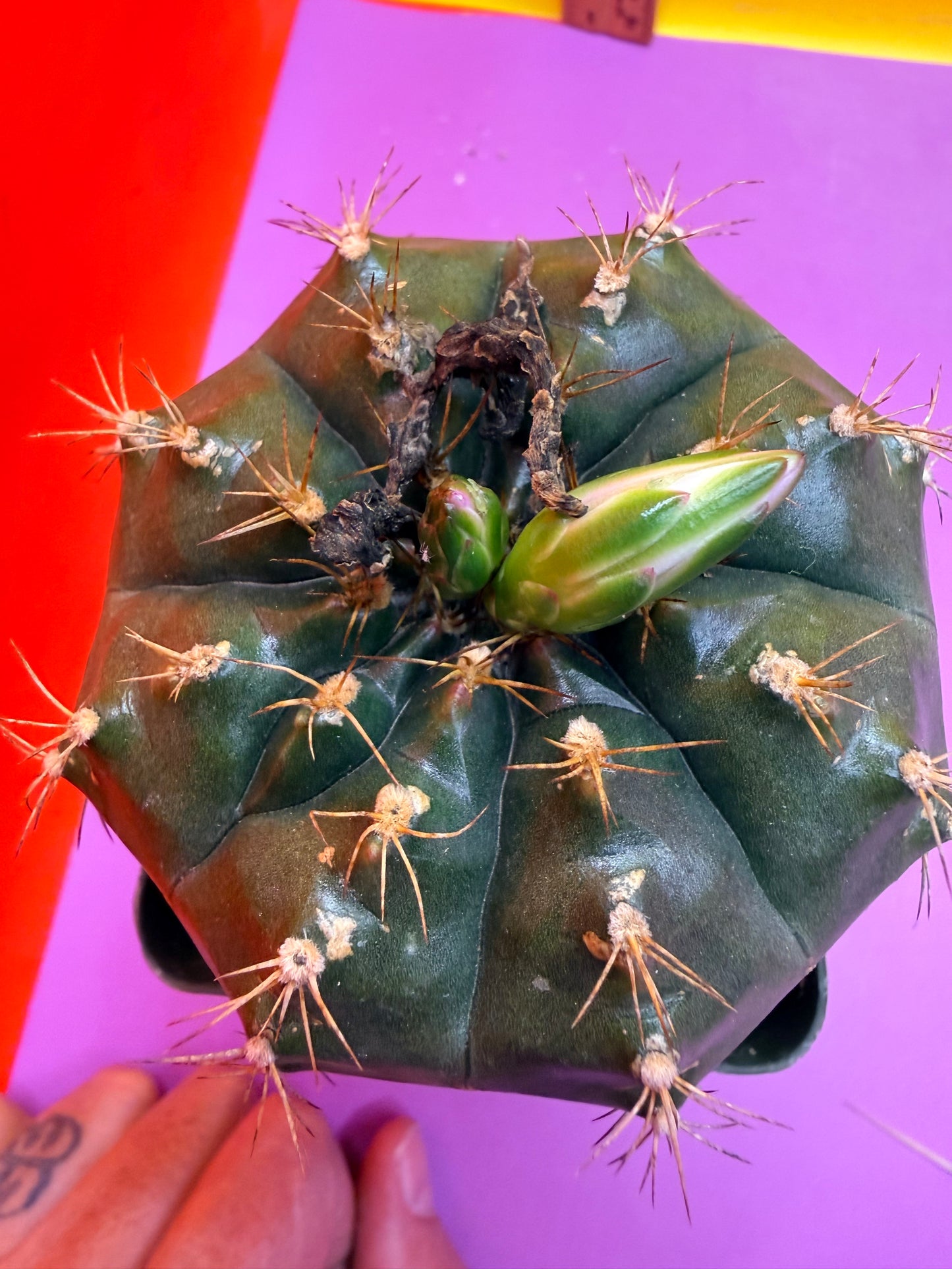 Gymnocalycium
