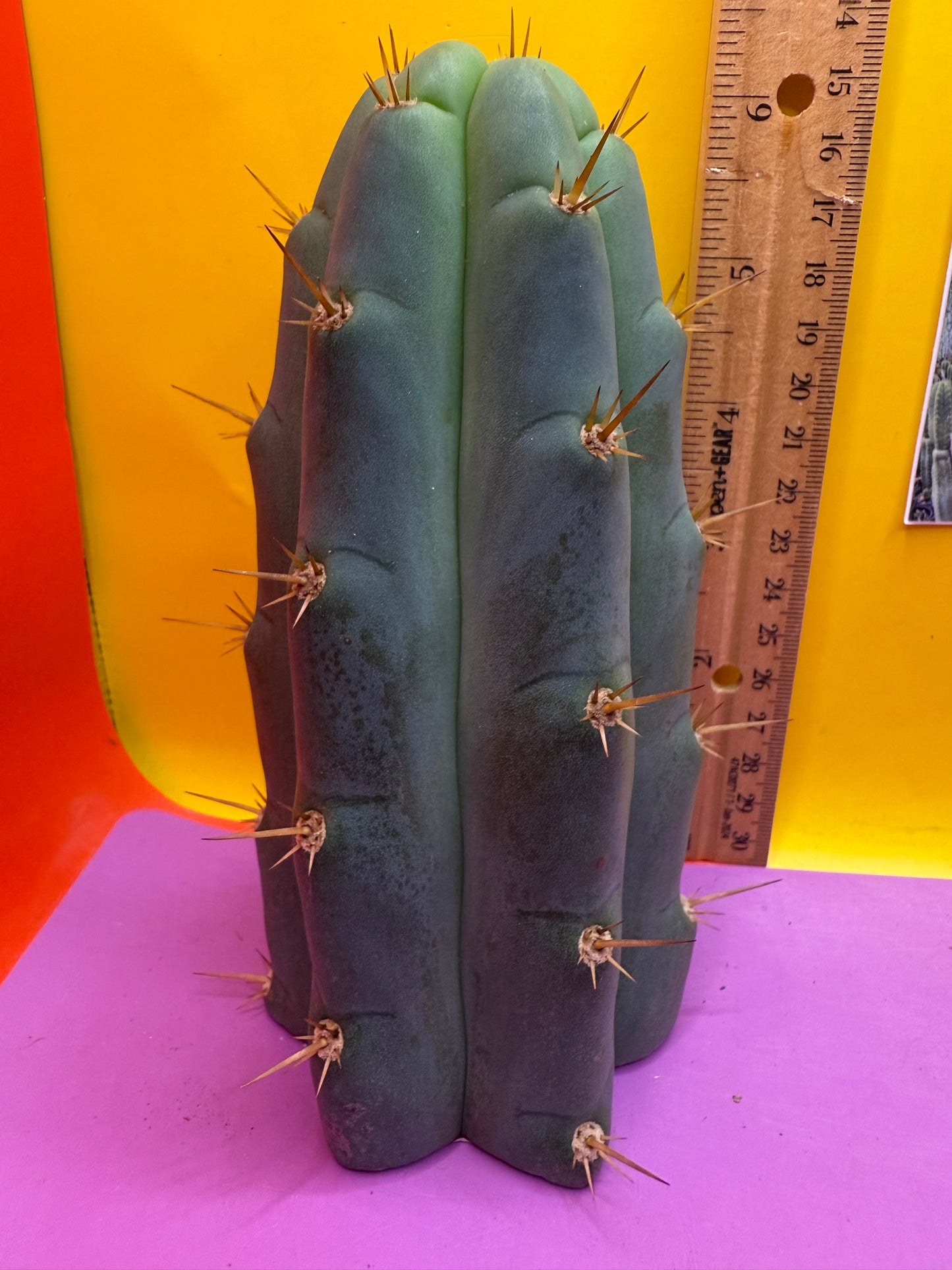Trichocereus Bridgesii SS02 O.P. !