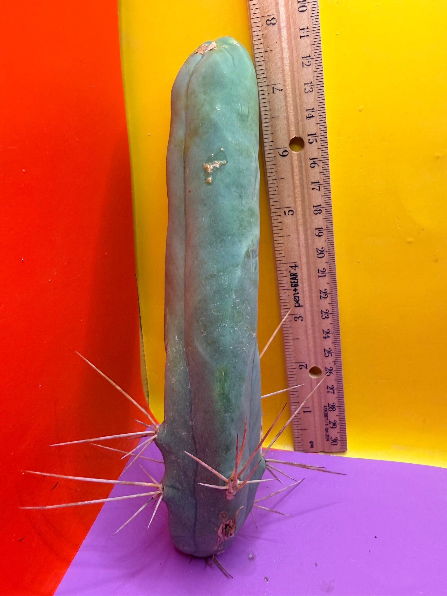 TBM-A LONG FORM CACTUS