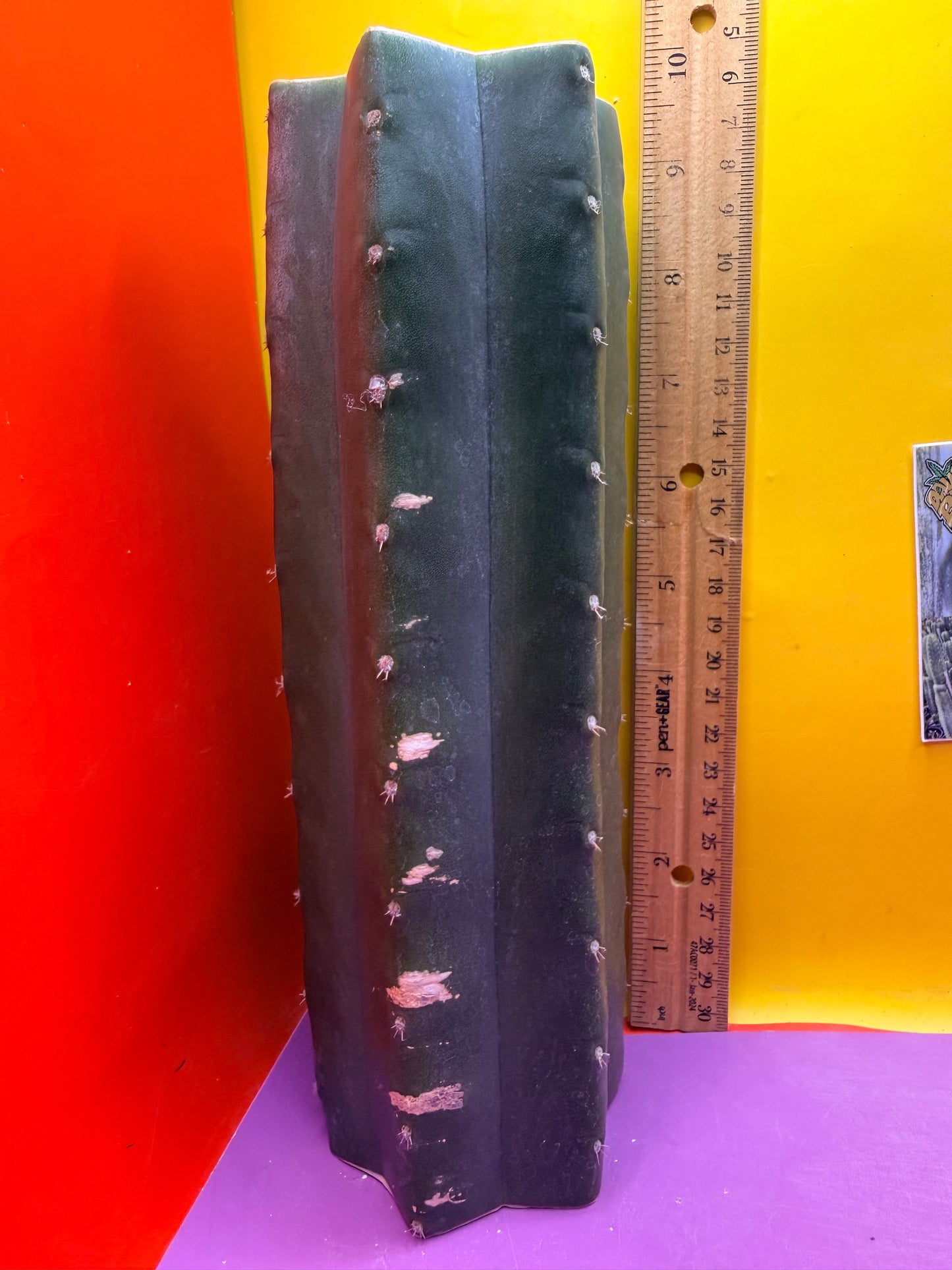 Mature Cahuilla cactus Mid section cutting