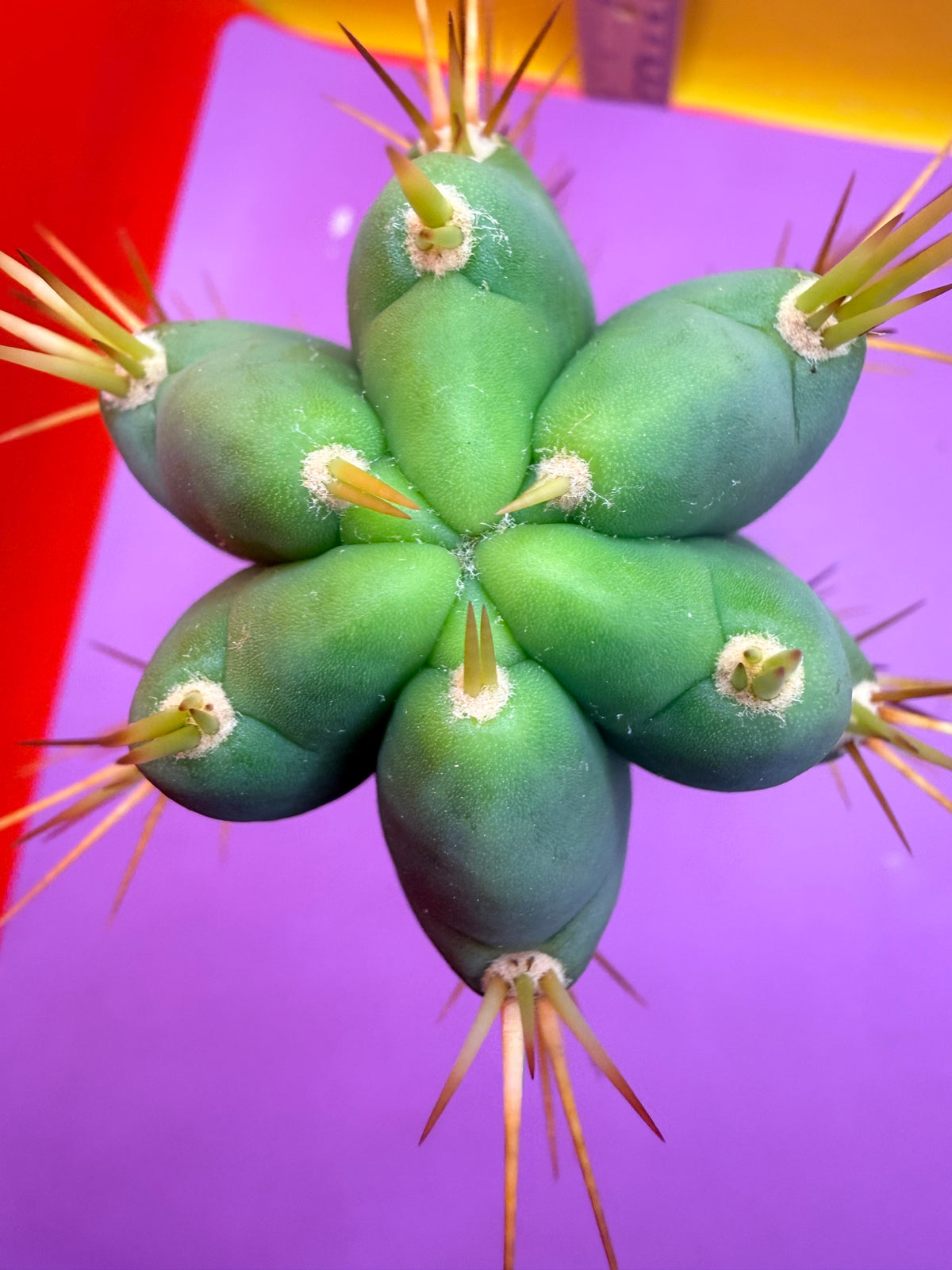Reverted PENiSCACTUS !!! Longform tbmA