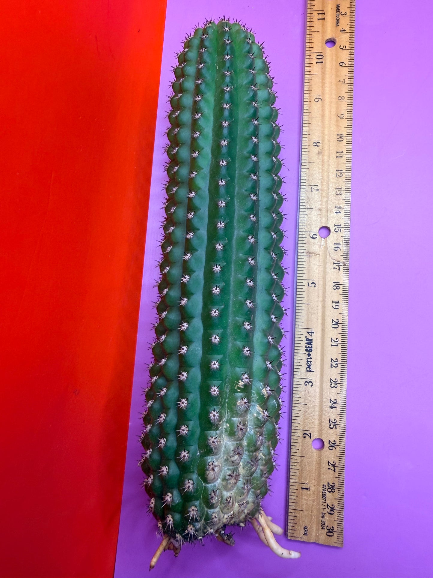 Trichocereus Brevispinulosus with roots