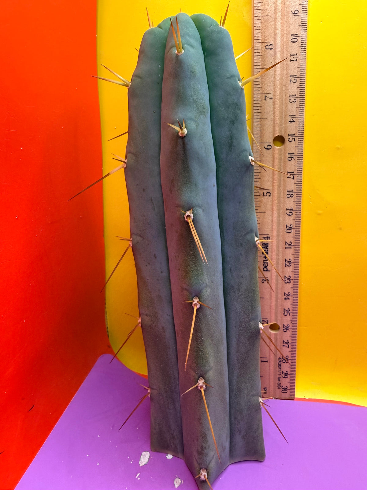 “H1” Trichocereus Bridgesii