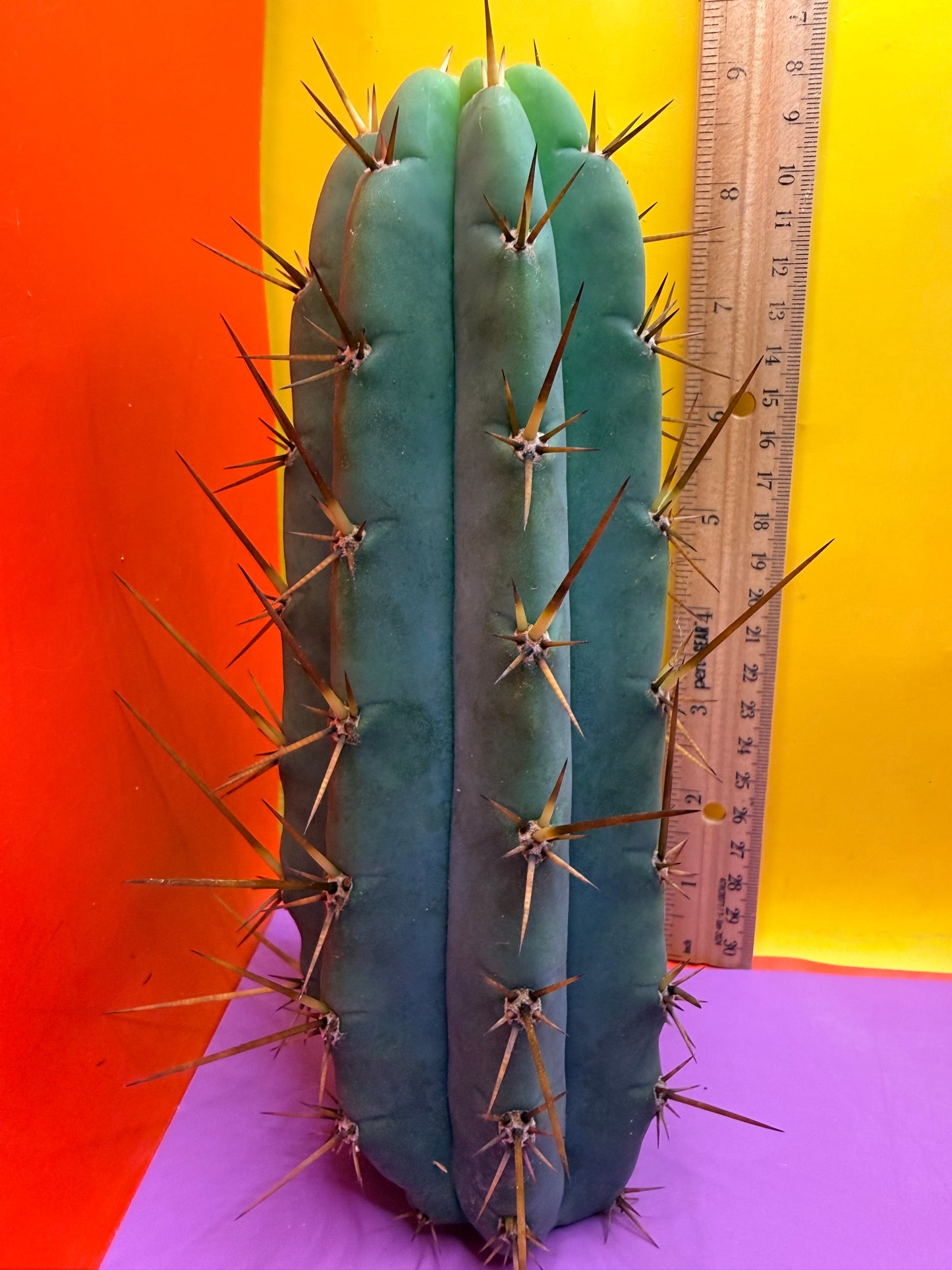 PALA  ! This exact cactus cutting of trichocereus