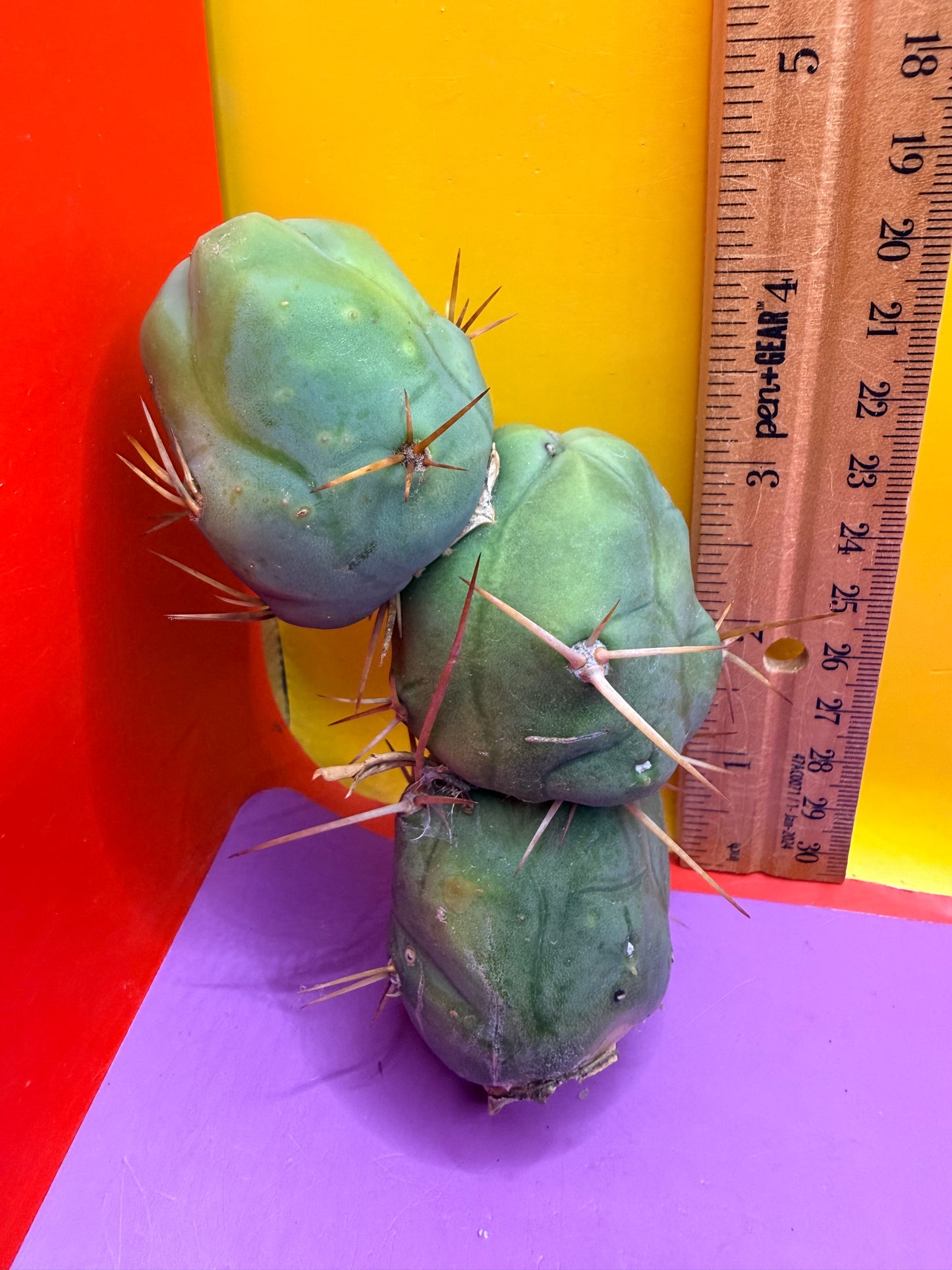 triple segment short form Tbm cactus for sale  !