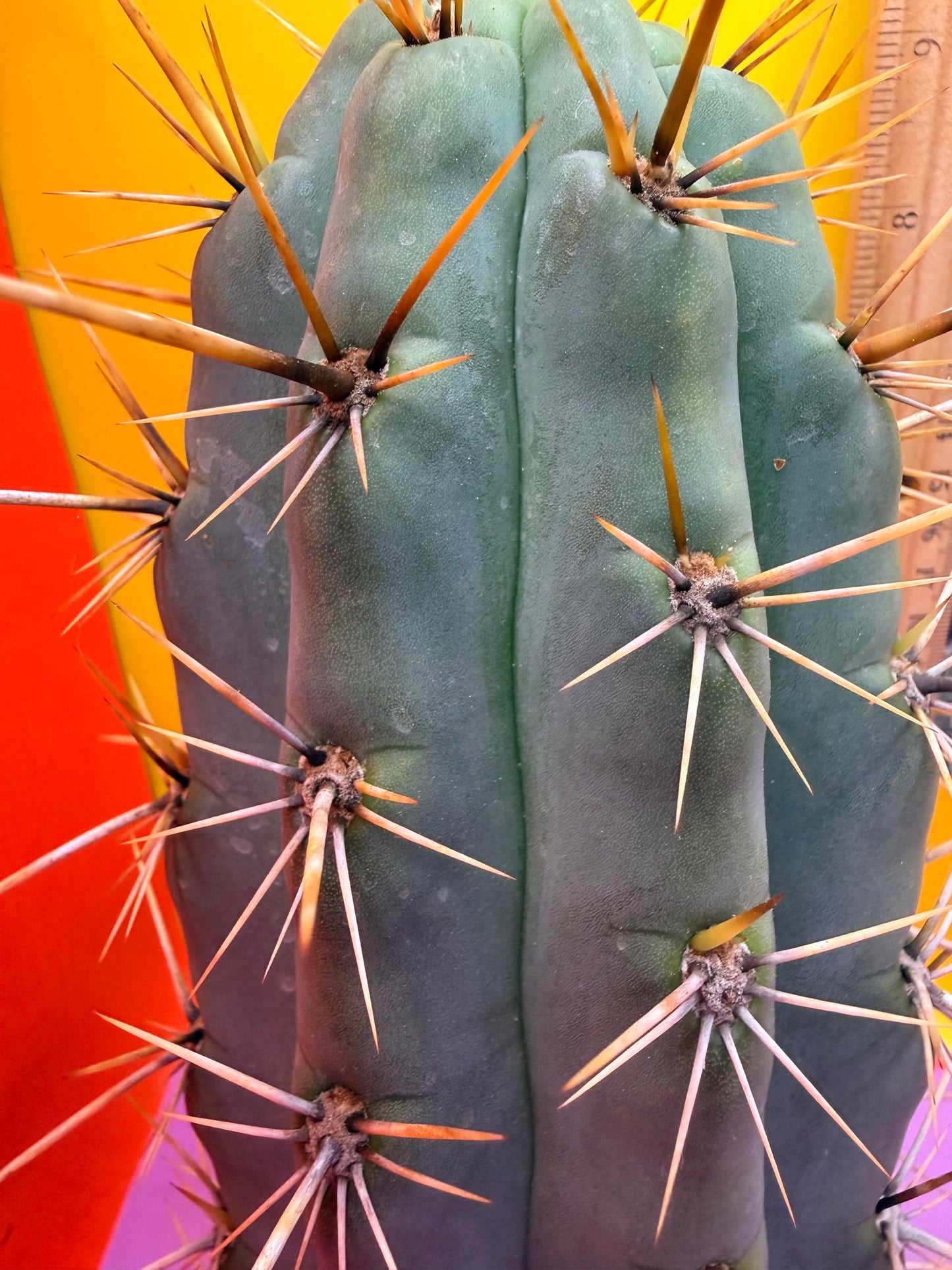 HUGE “SWAMP THING” 3.5”inches thick trichocereus Cultivar !! Super thick