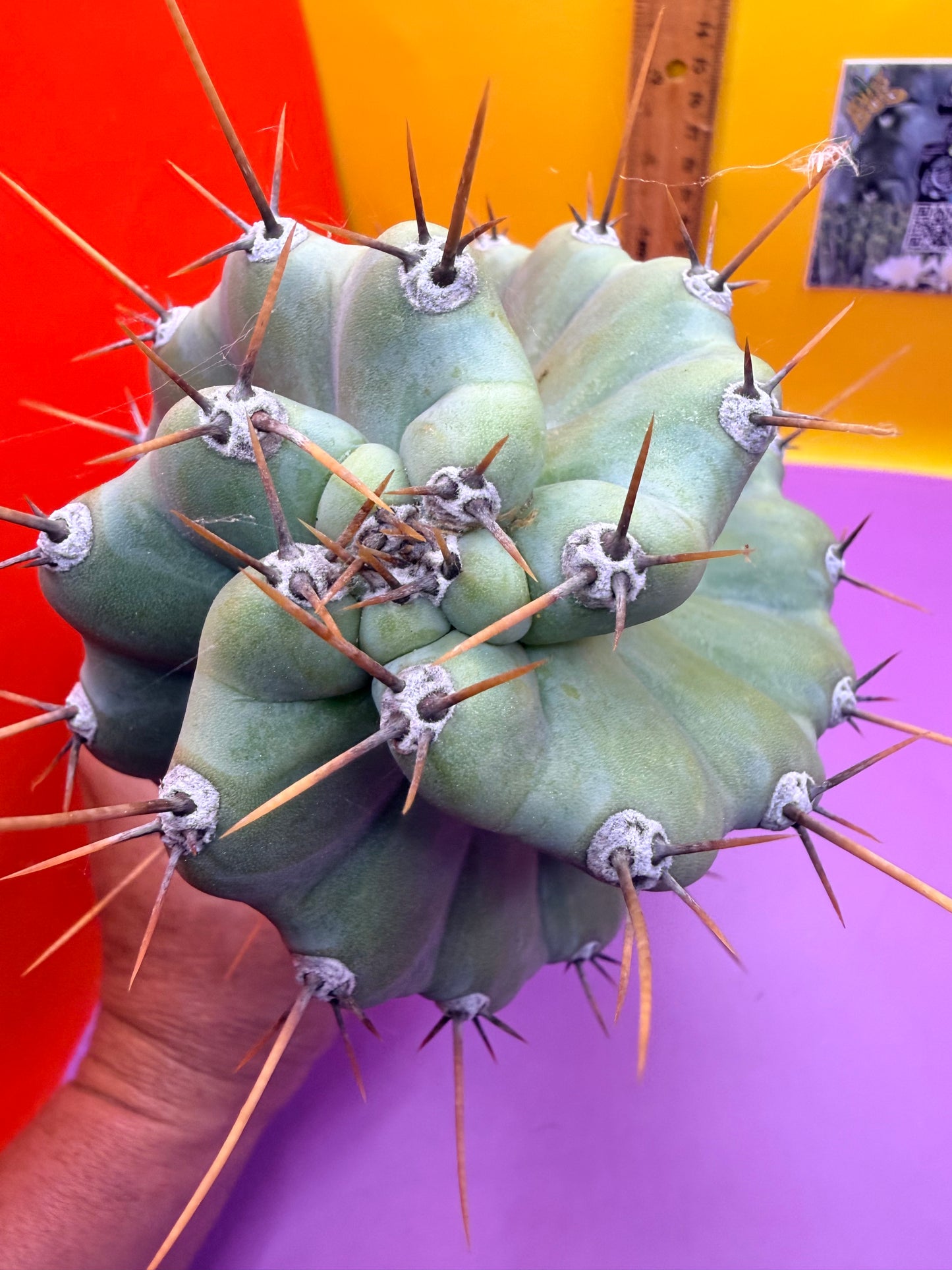 SPIRAL 🌀 CACTUS 🌵!!!