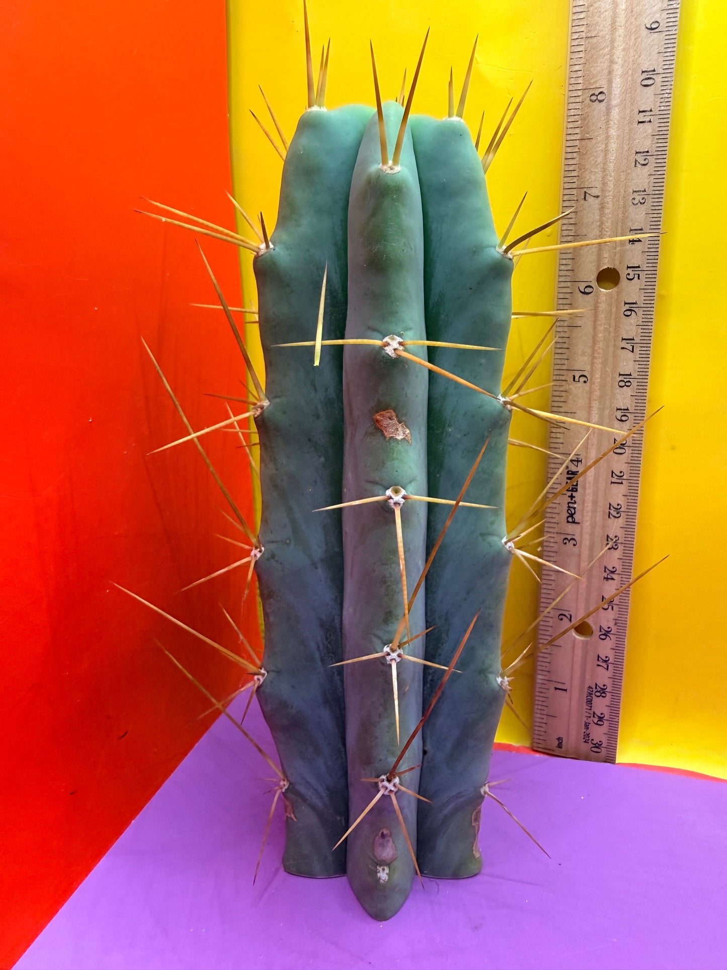 Reverted PENiSCACTUS !!! Longform tbmA
