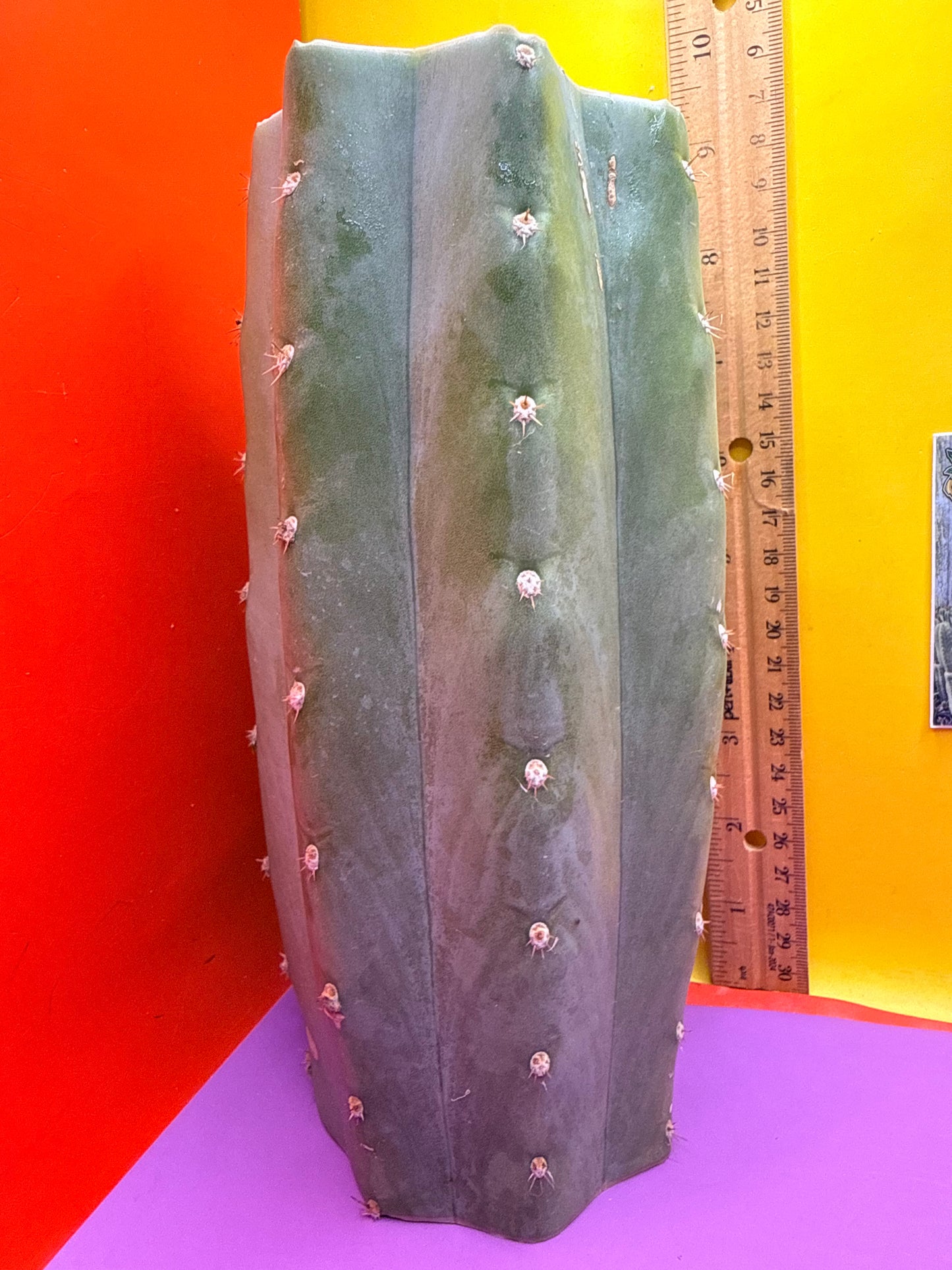 Blue Juules Giant !