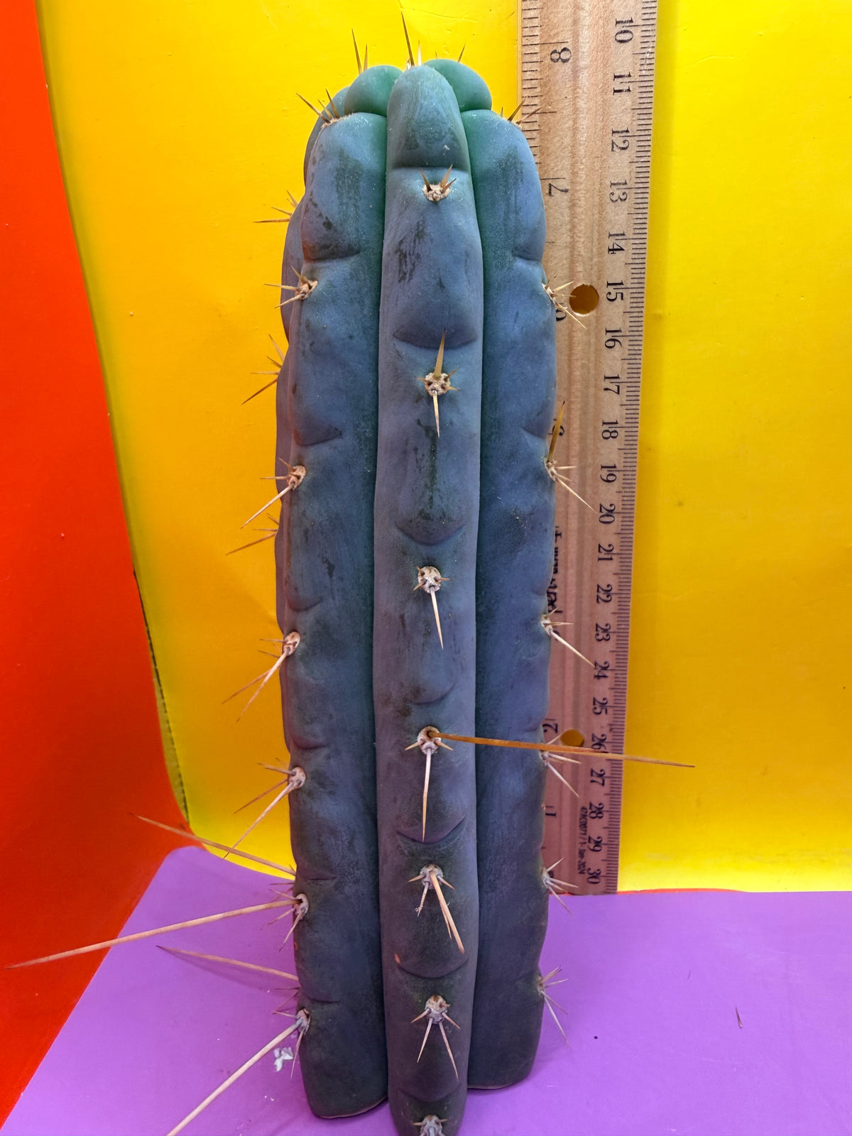 Kimura’s Spiny Giant X SS02