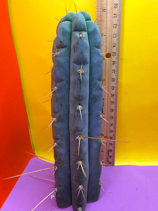 Kimura’s Spiny Giant X SS02