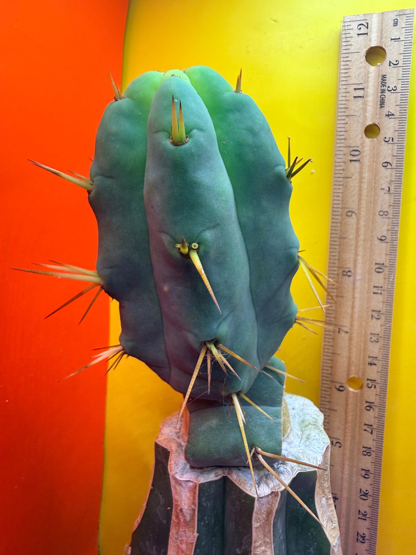 “Jimzz twin spines” grafted cactus