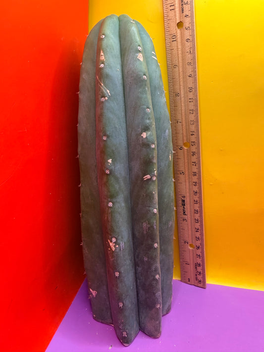 Cahuilla !!