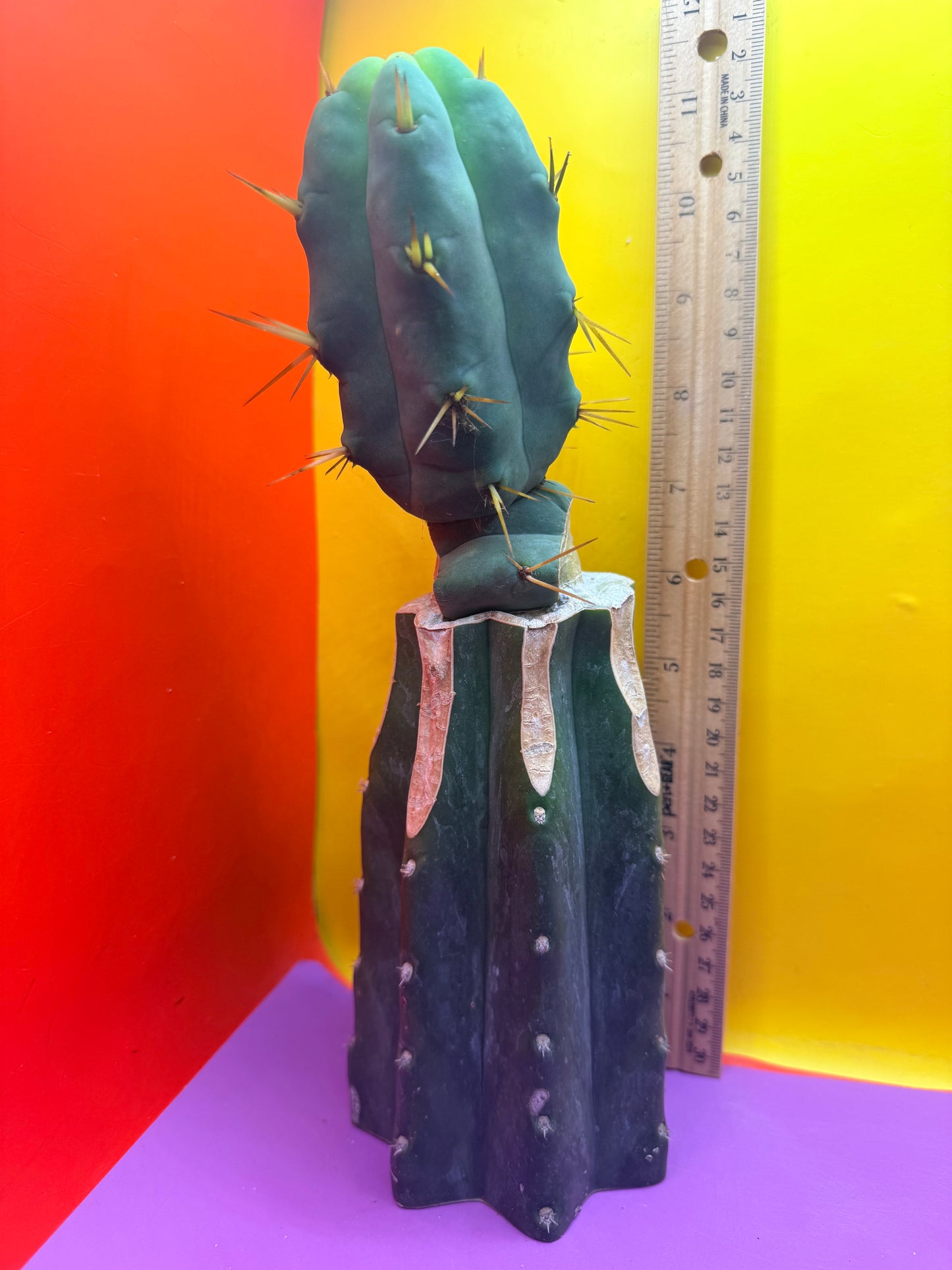 “Jimzz twin spines” grafted cactus