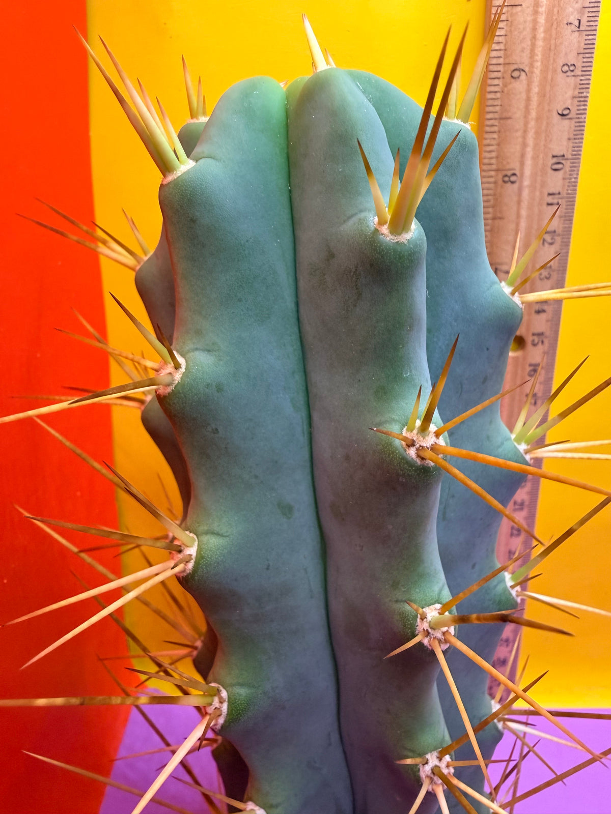 Revert Longform TBM PENISCACTUS !!!