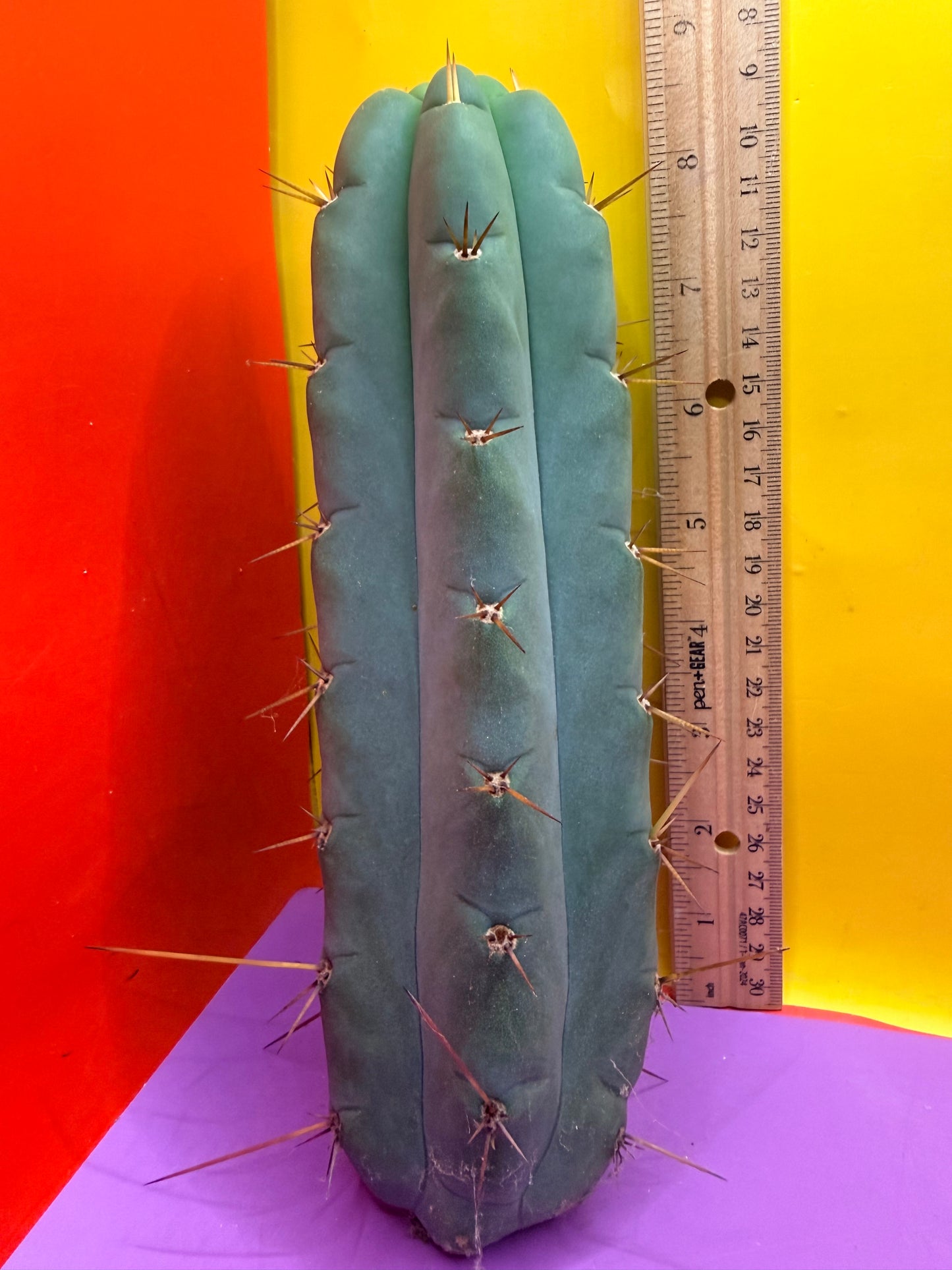 Yowie x Wowie cactus cutting