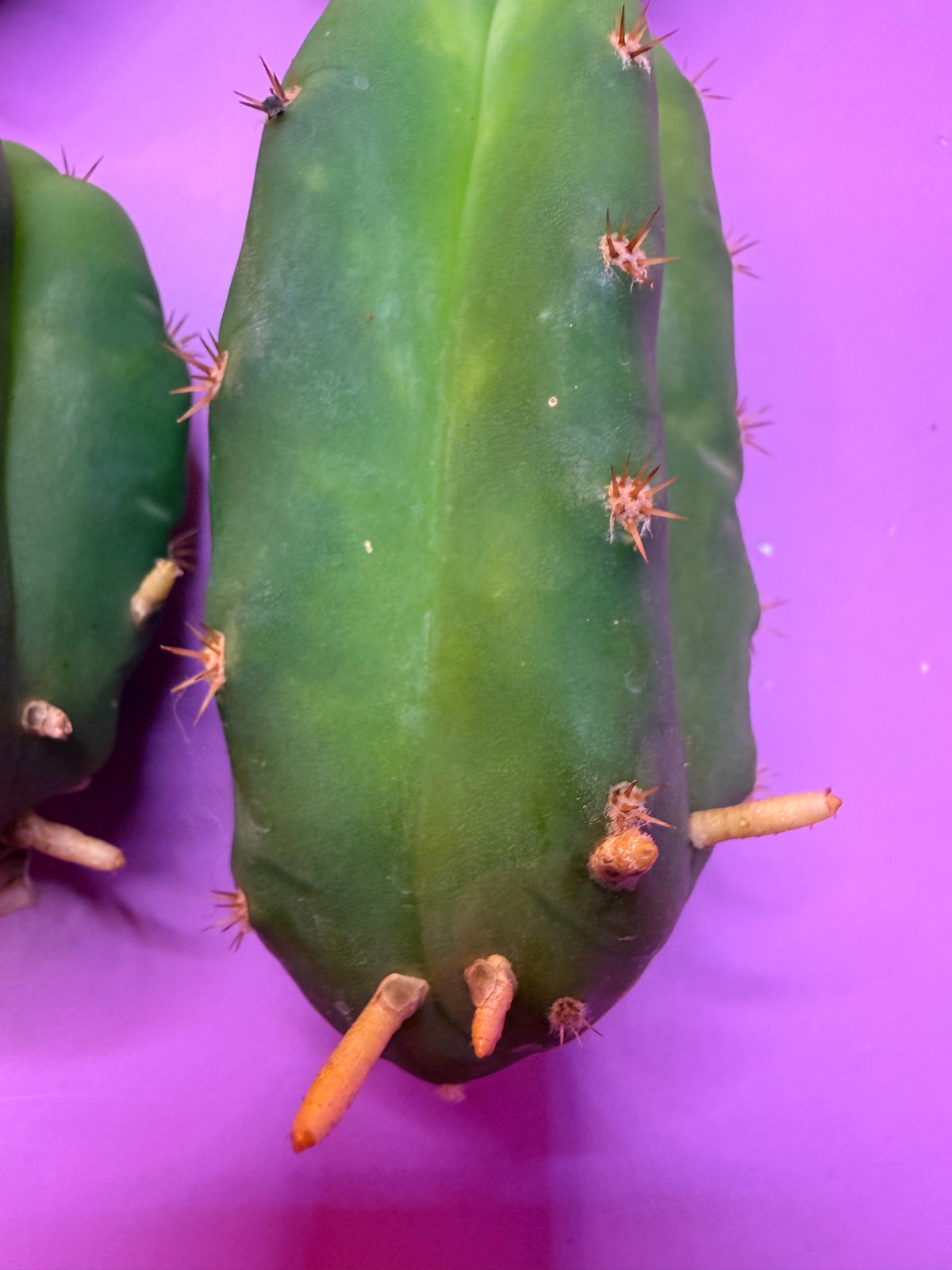 10 pack Rooted San Pedro cactus 🌵 Pups !