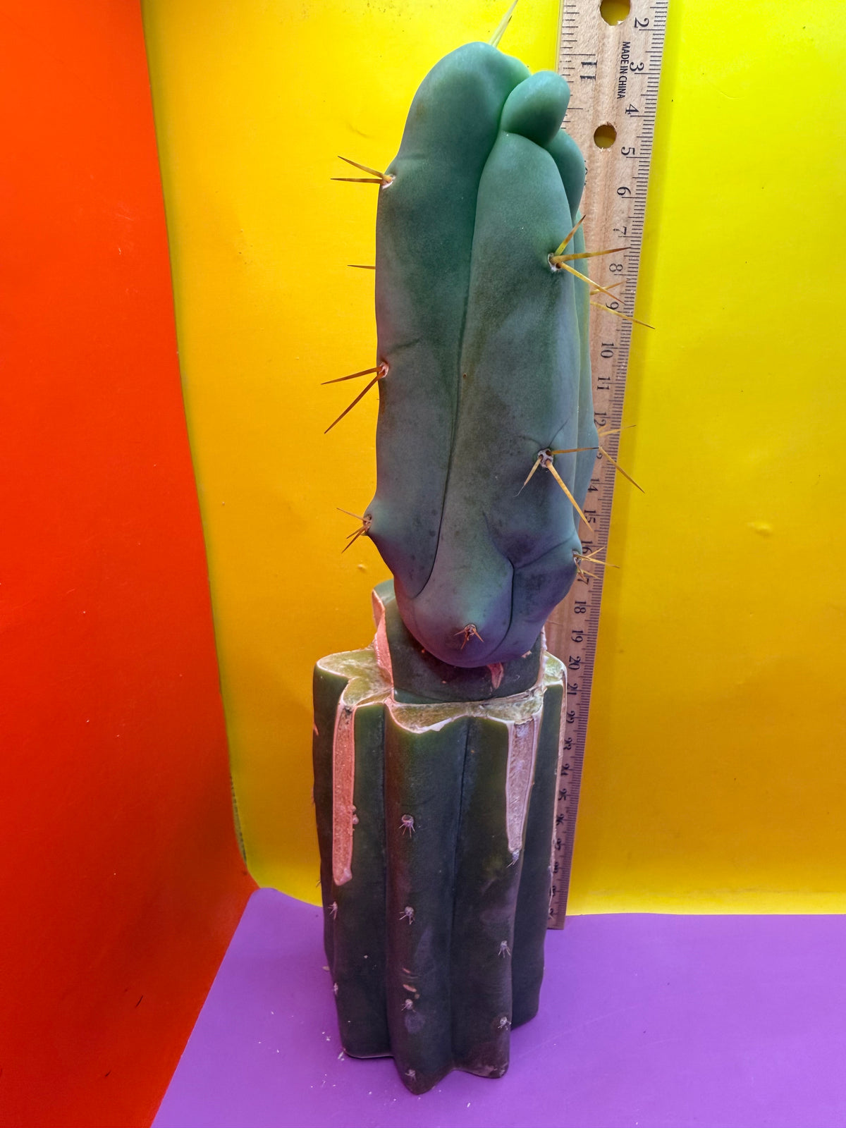 WALTS DRAGON ! 🐉 grafted cactus
