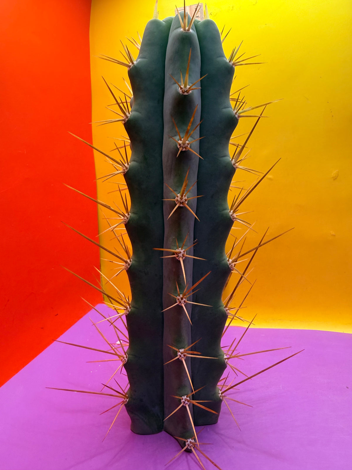 Reverted PENiSCACTUS !!! Longform tbmA