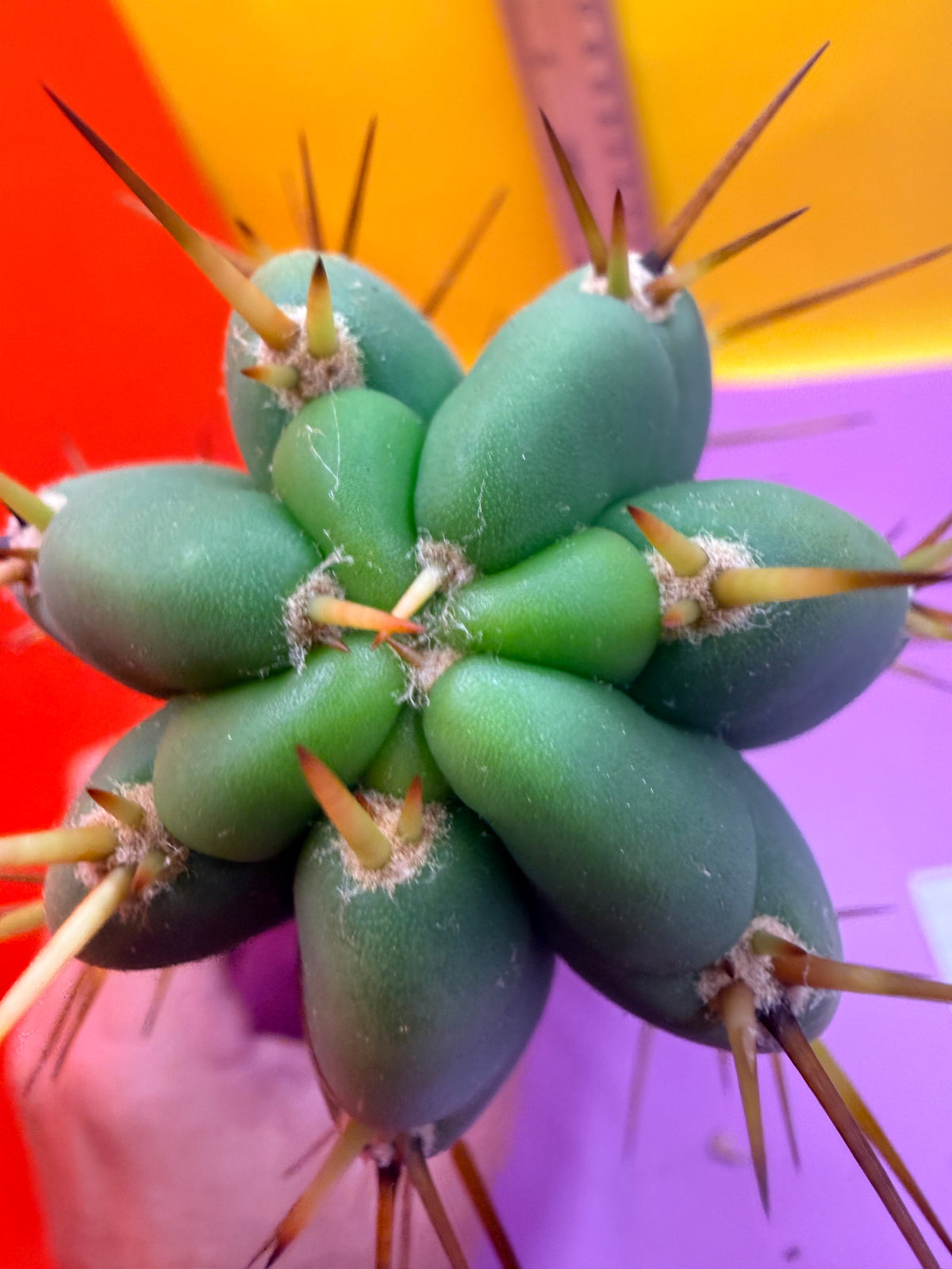 PALA  🌶️🌶️! This exact cactus cutting of trichocereus