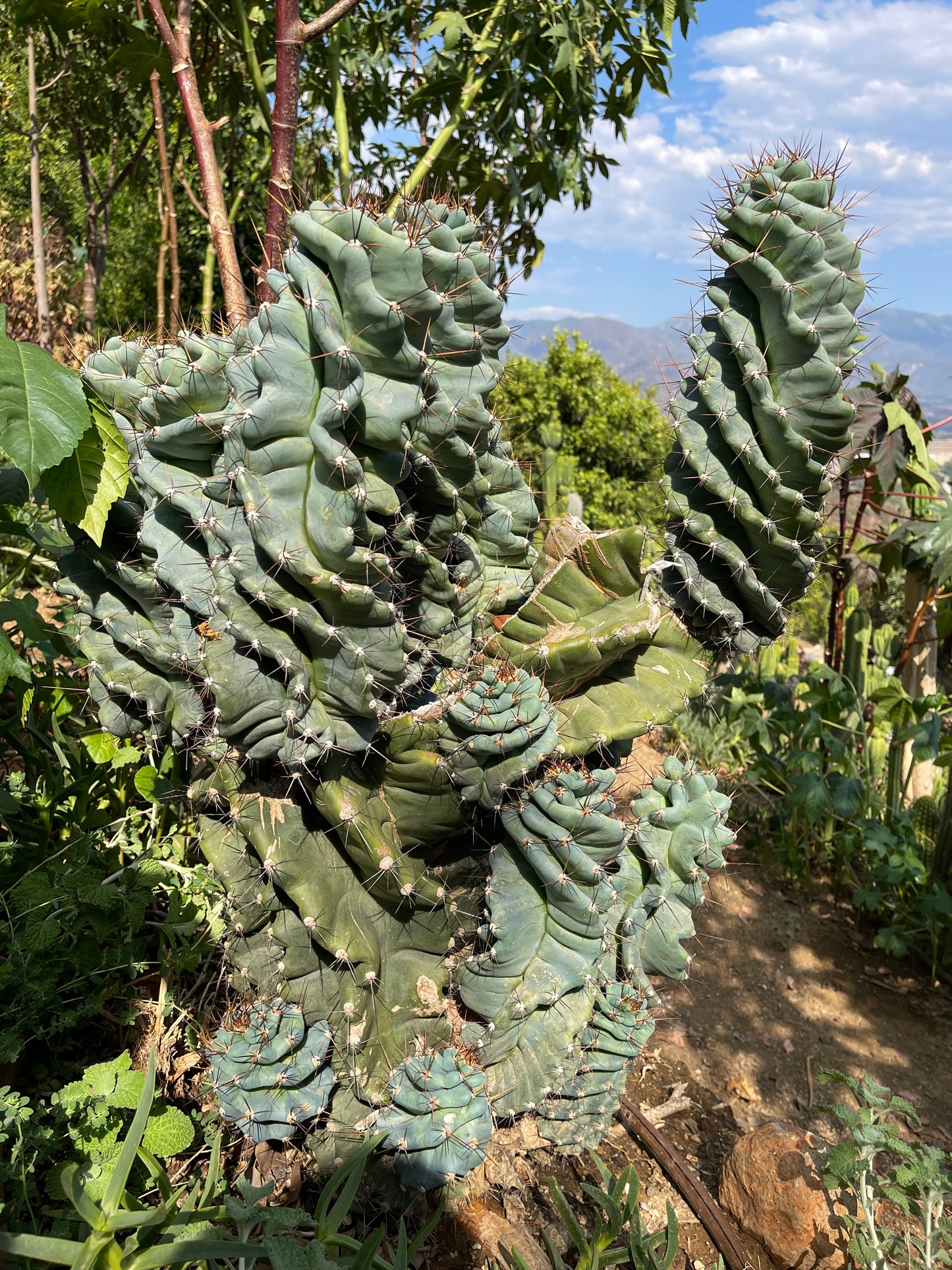 SPIRAL 🌀 CACTUS 🌵!!!