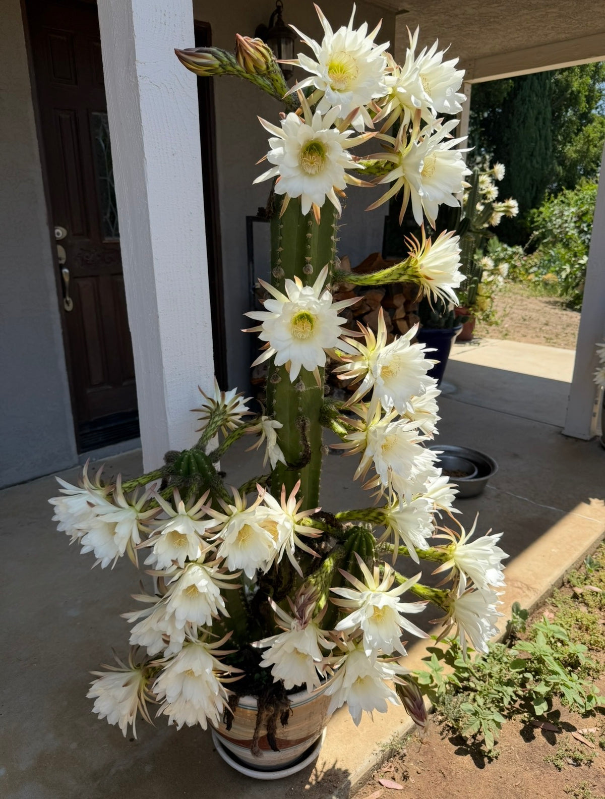 Cacto Hebrido with flower buds , over a Dozen !!!