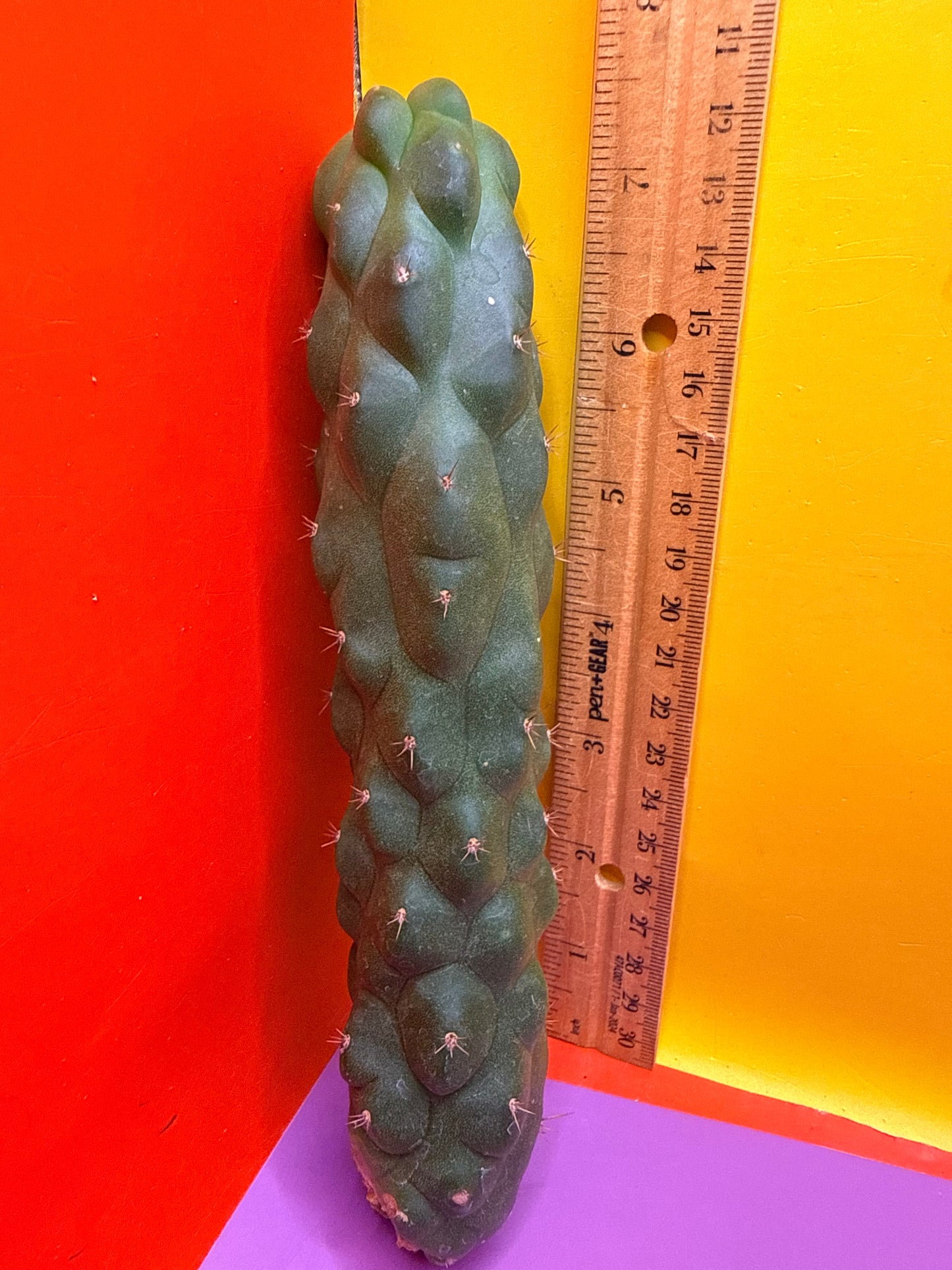 Monstrose San Pedro Cactus! This exact one