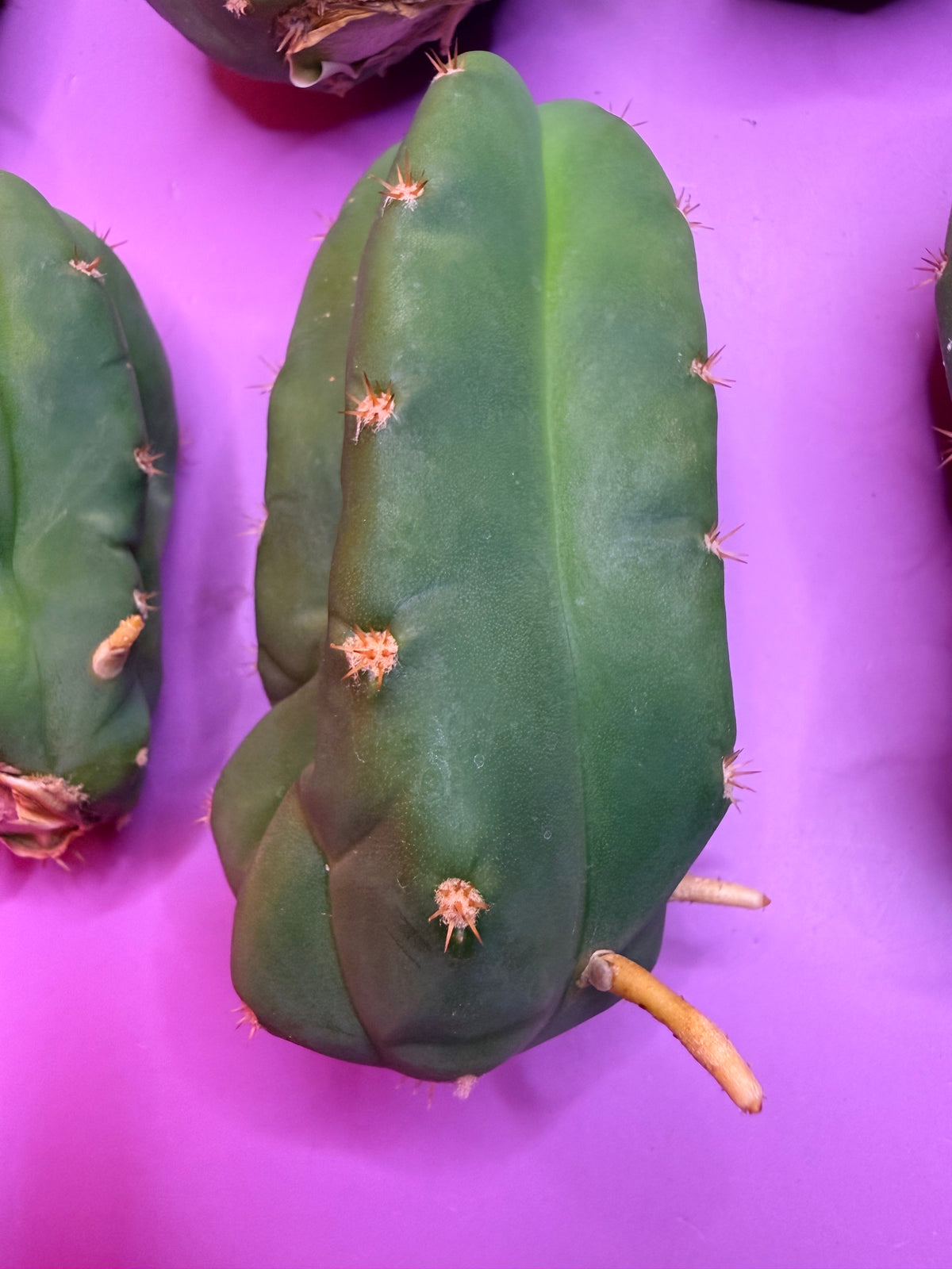 10 pack Rooted San Pedro cactus 🌵 Pups !