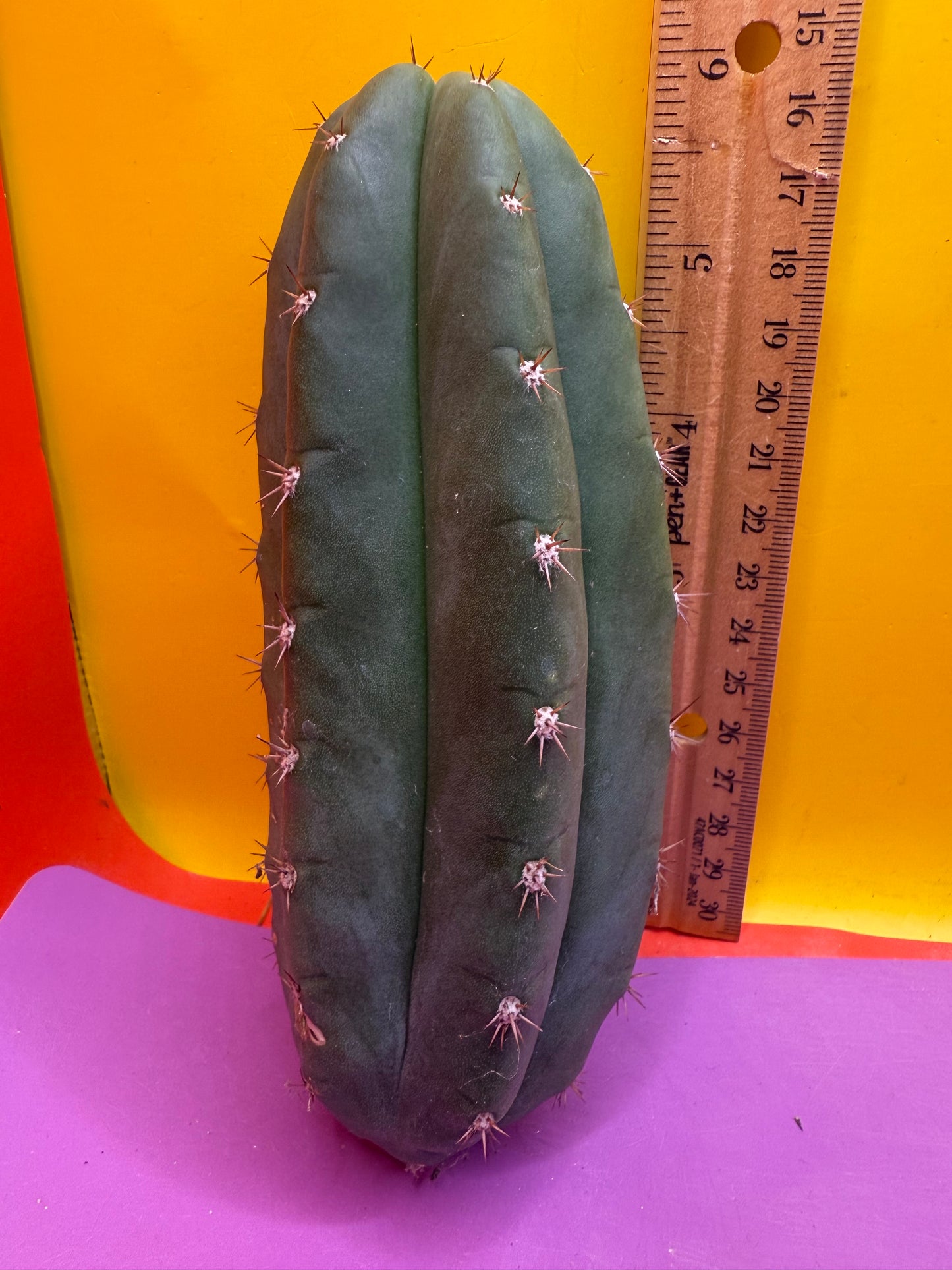 New Years SALE ! 🎆Trichocereus pallarensis x tpm