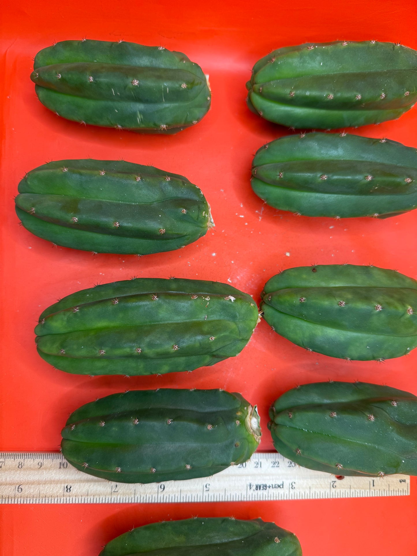 Extra Small 3”-5” San Pedro Cactus ! Fresh cut to order