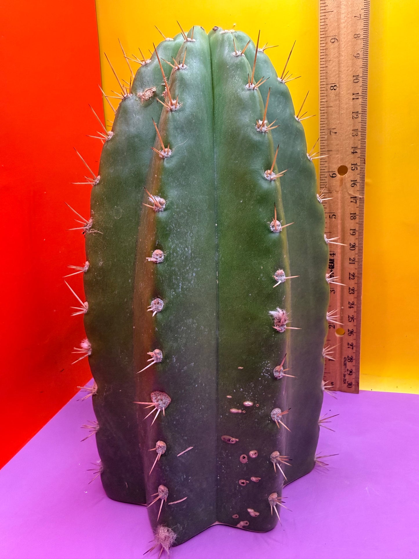 CACTO HEBRIDO with Flower Buds over 4.5” THIC !