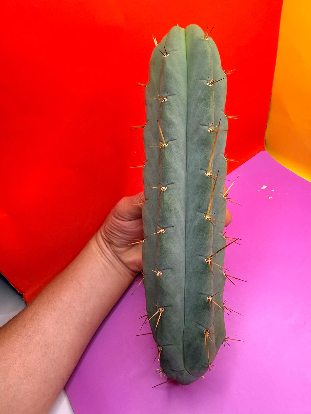 Yowie x Wowie cactus cutting