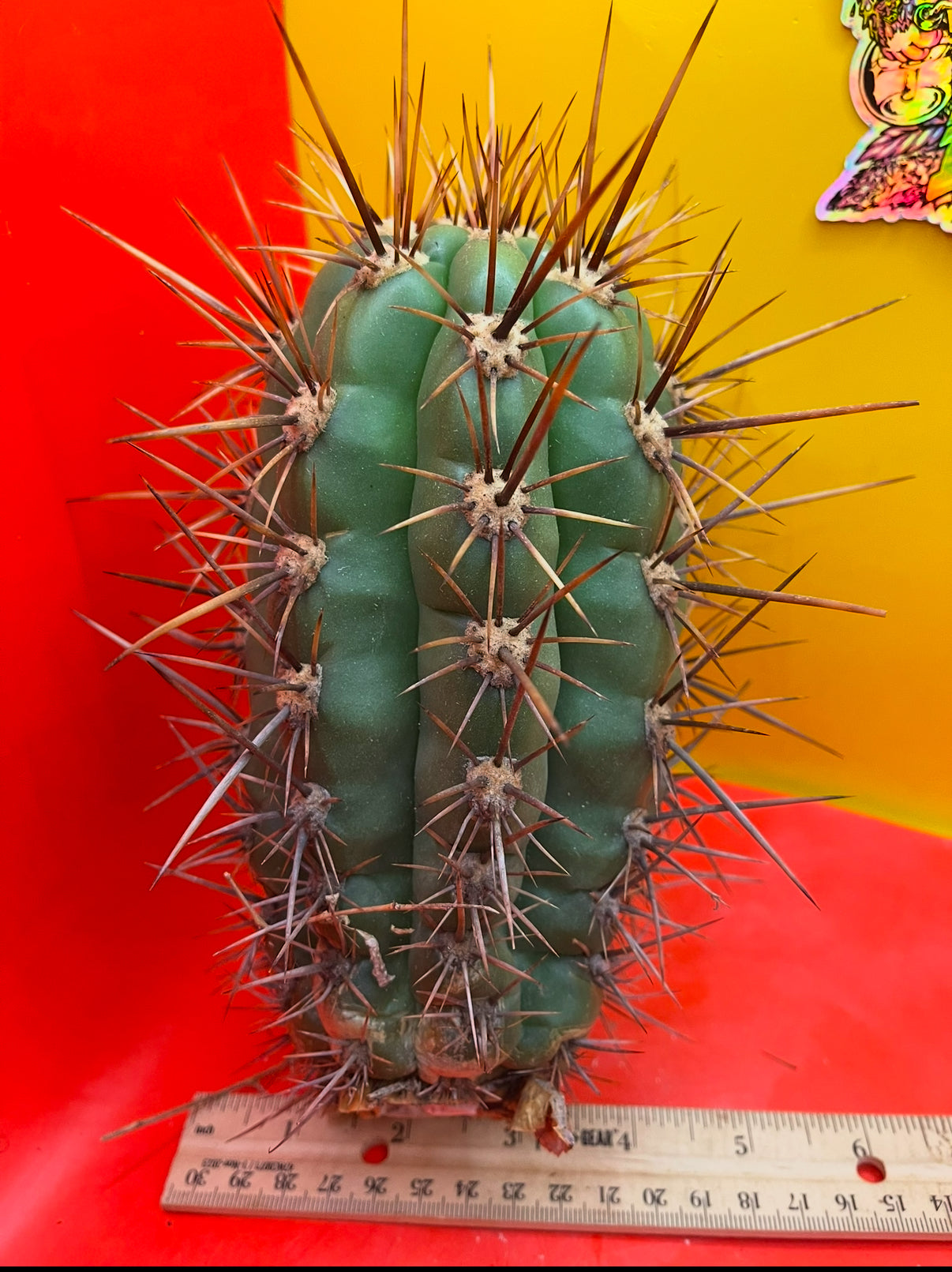 Trichocereus tacaquirensis seeds !