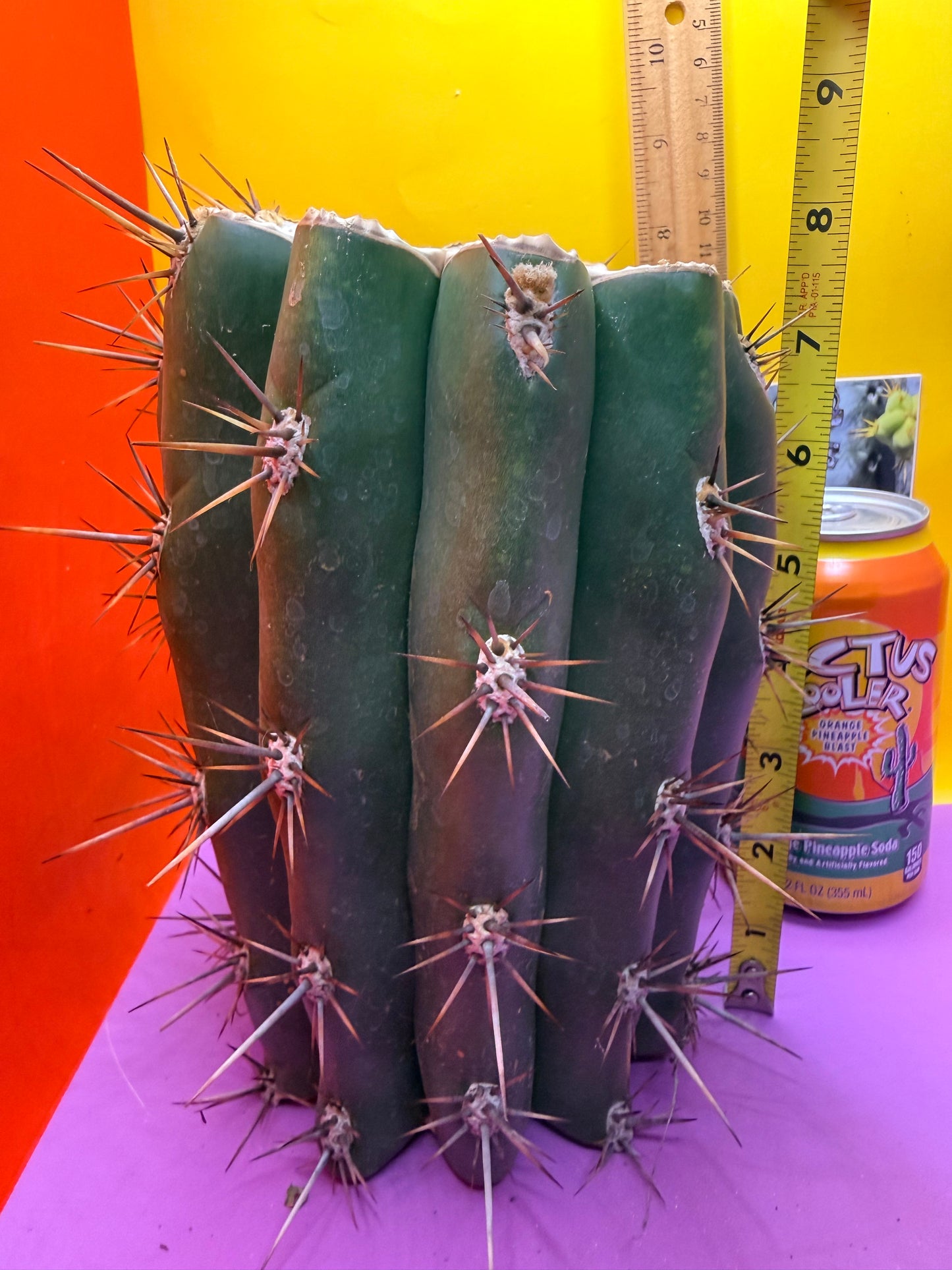 Trichocereus Tacaquirensis 🌶️🌶️