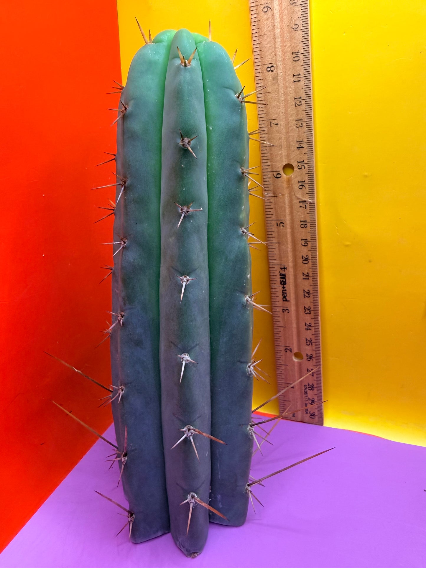 PALA  ! This exact cactus cutting of trichocereus