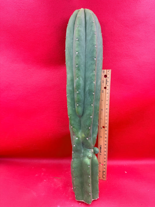 “CAHUILLA” !