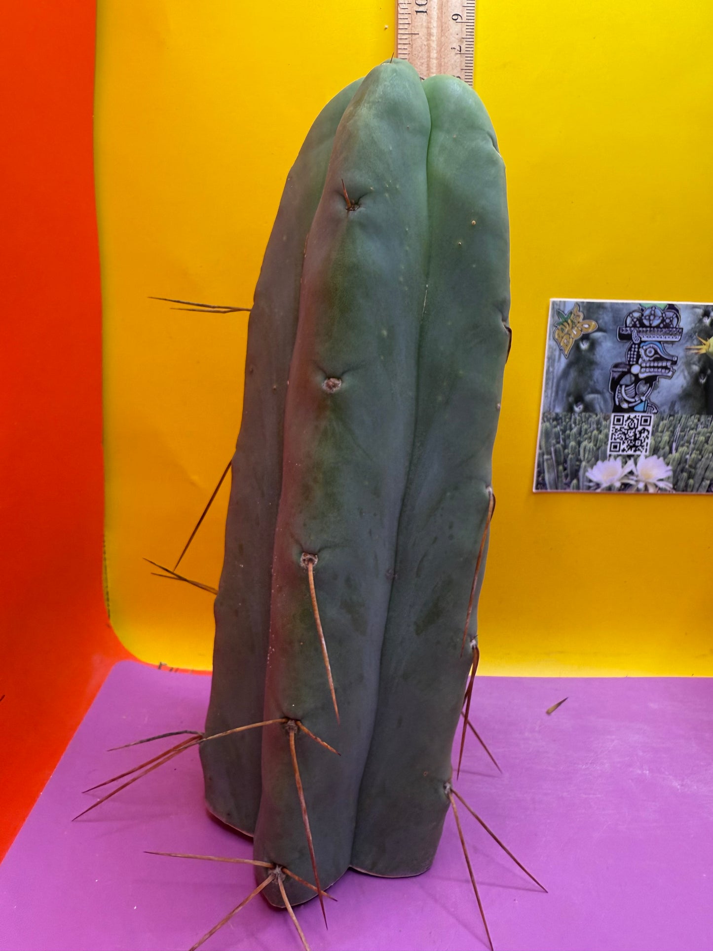 “LMA” bridgesii