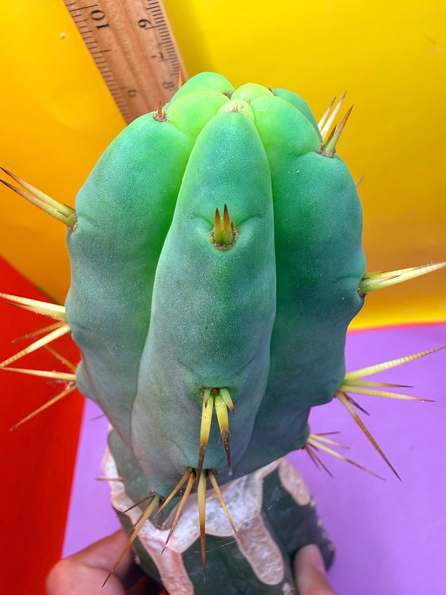 “Jimzz twin spines” grafted cactus