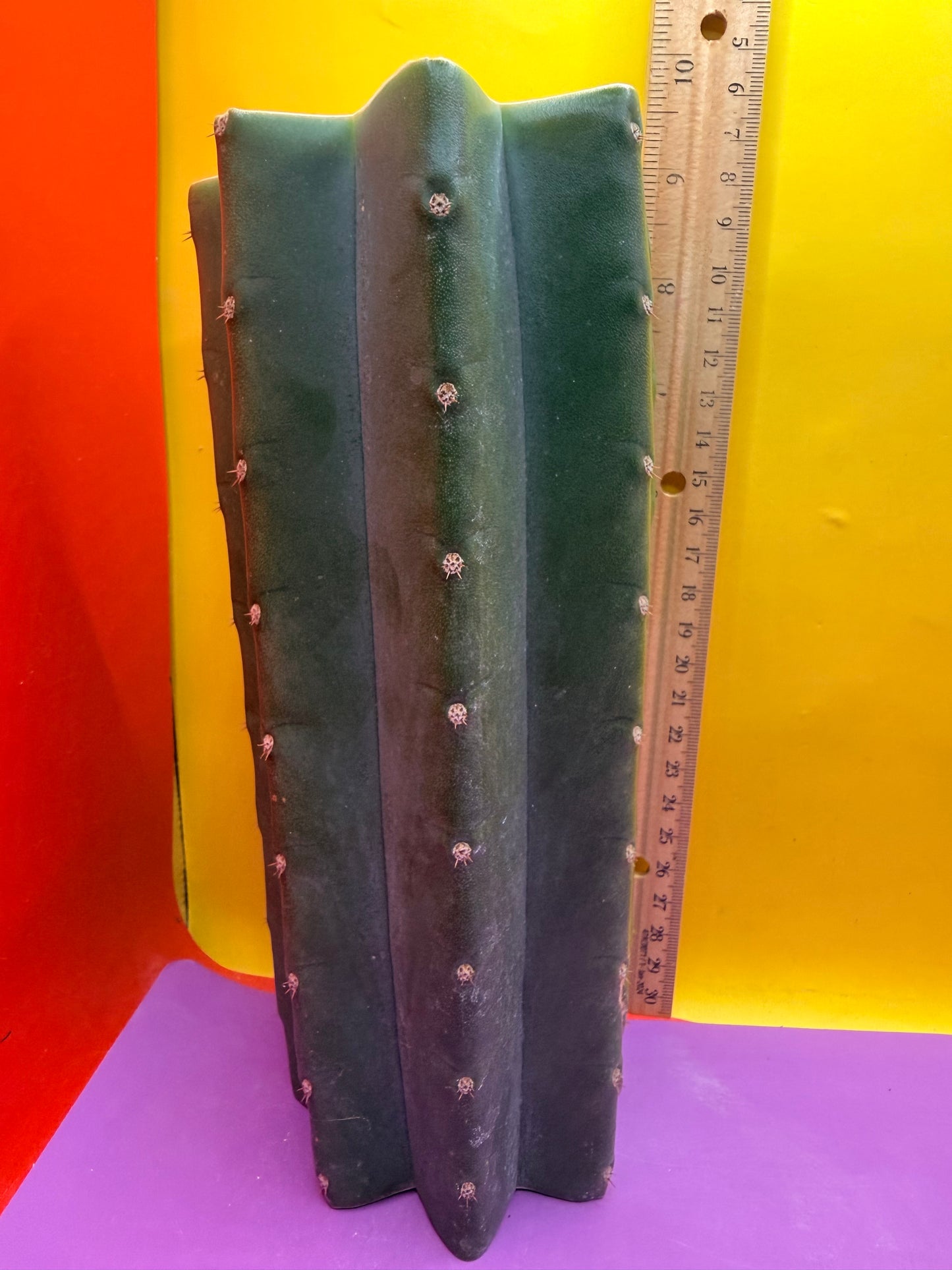 Mature Cahuilla cactus Mid section cutting