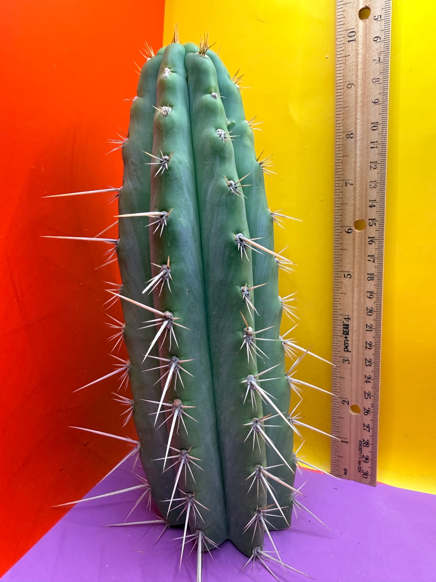 Trichocereus Puquiensis - cv “Linda”